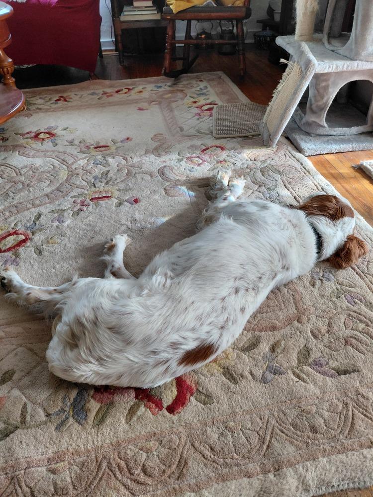 Enlarge Pending Adoption - Willy, a Adoptable English Setter in Havertown, PA image 2/6