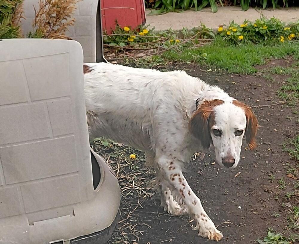 Enlarge Pending Adoption - Willy, a Adoptable English Setter in Havertown, PA image 3/6