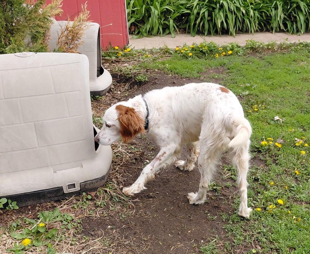 Enlarge Pending Adoption - Willy, a Adoptable English Setter in Havertown, PA image 4/6