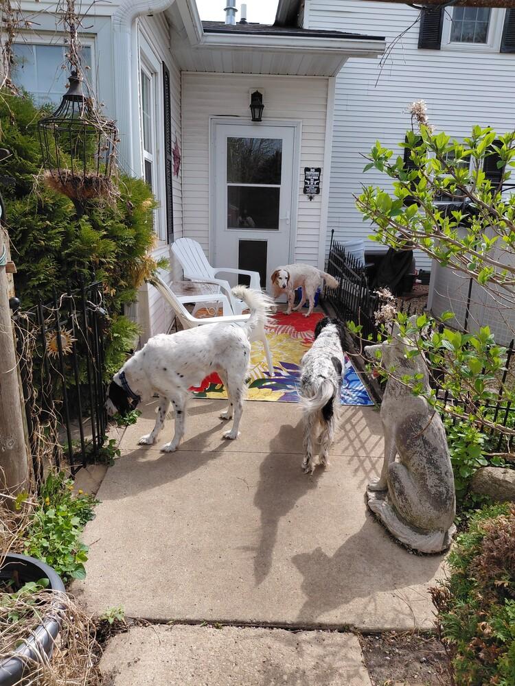 Enlarge Pending Adoption - Willy, a Adoptable English Setter in Havertown, PA image 5/6