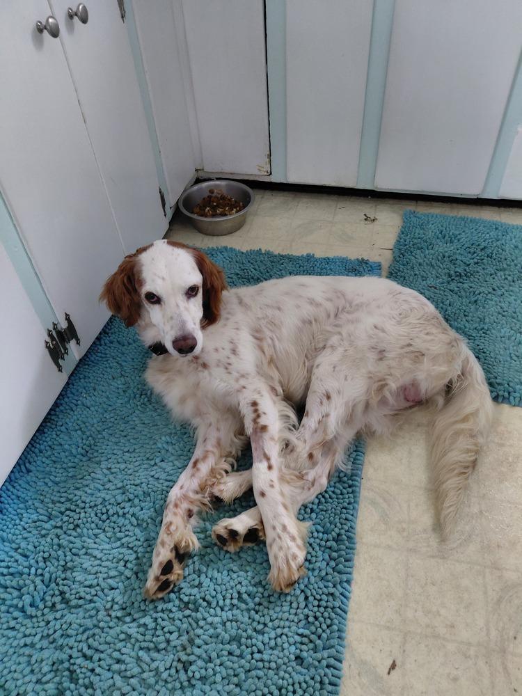 Enlarge Pending Adoption - Willy, a Adoptable English Setter in Havertown, PA image 6/6