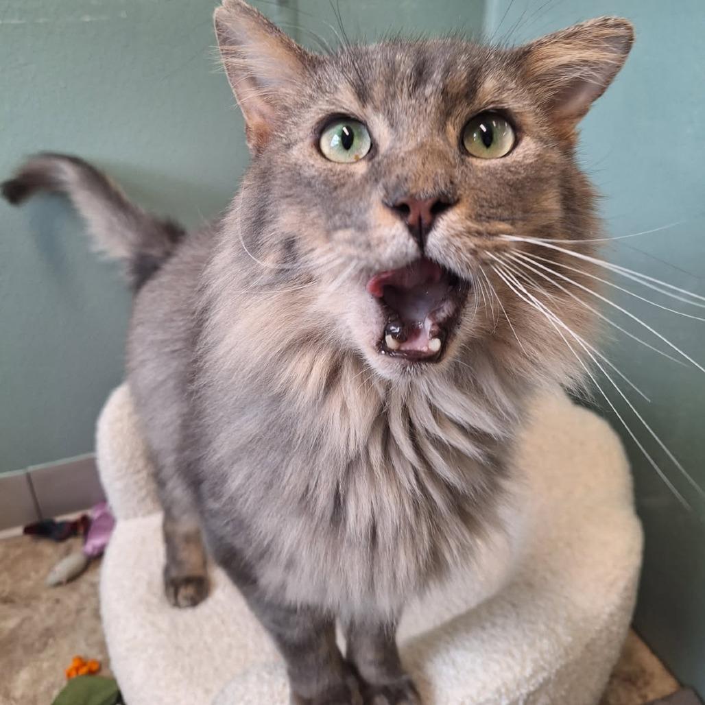 Theo, Adoptable, Adult Male Domestic Long Hair.