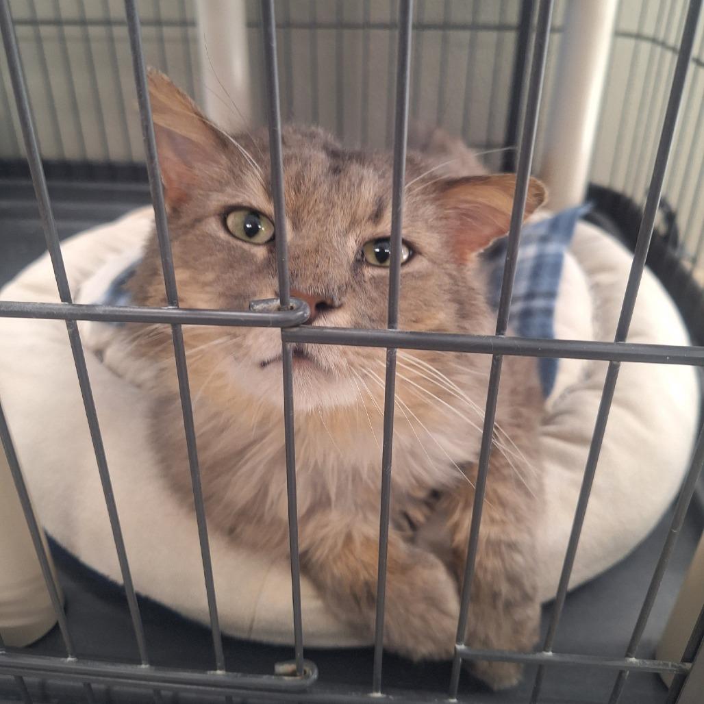 Theo, Adoptable, Adult Male Domestic Long Hair.