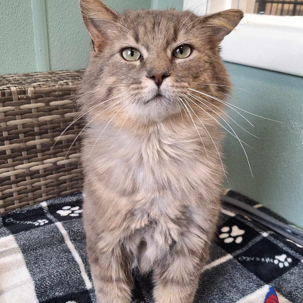 Enlarge Theo, a Adoptable Domestic Long Hair in Attica, NY image 2/2