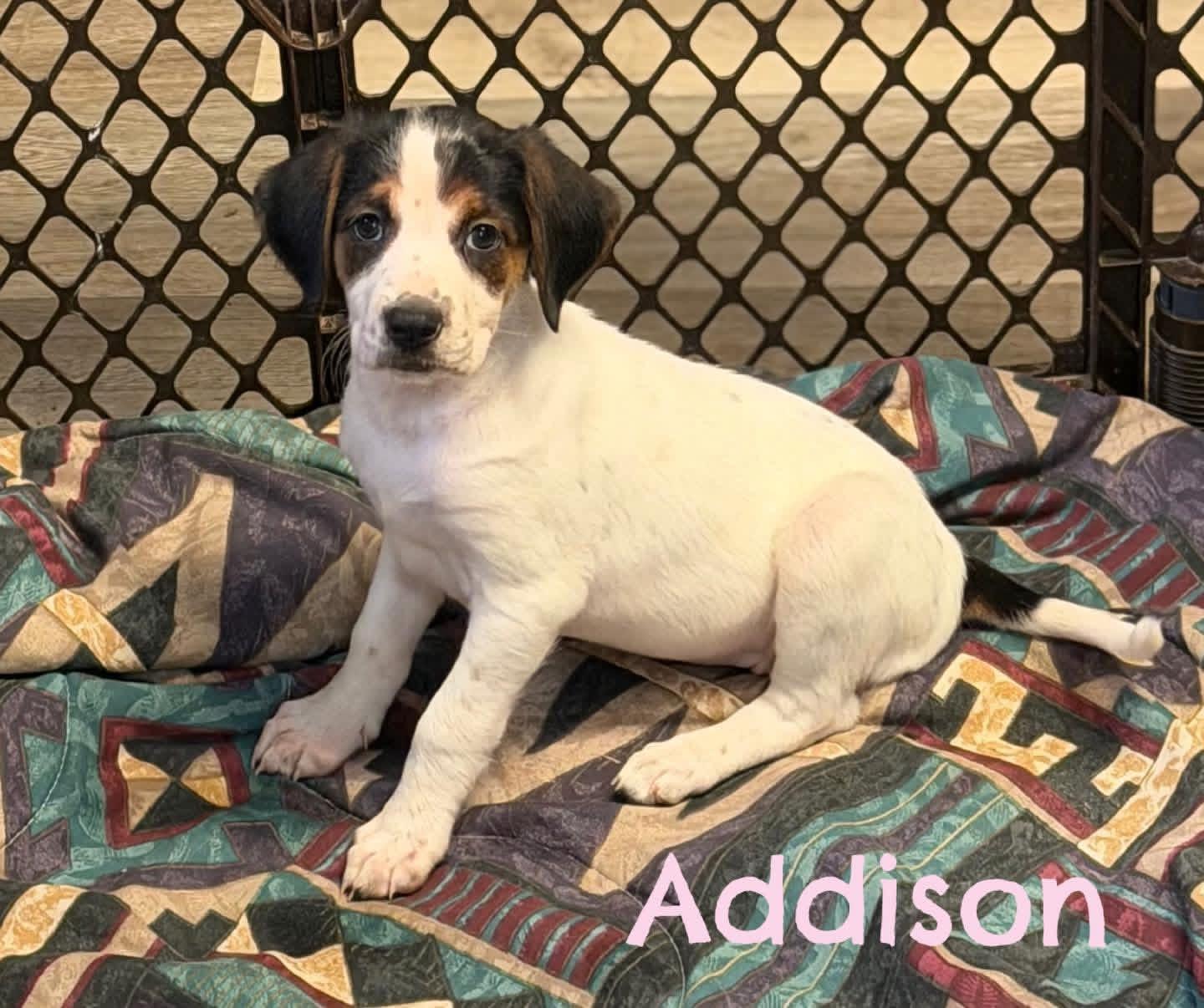 Addison, ADOPTABLE, Puppy Female Great Pyrenees & Labrador Retriever.