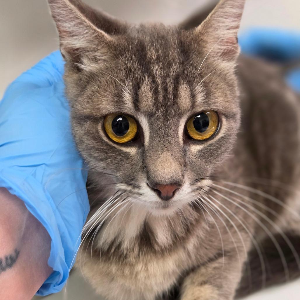 Jessi Glaser, Adoptable, Young Female Domestic Short Hair.