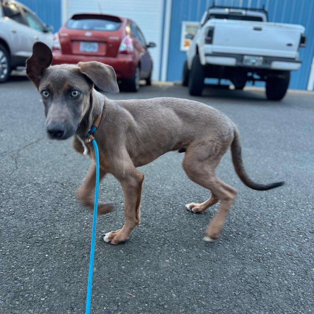 Hudson, Adoptable, Puppy Male Doberman Pinscher.