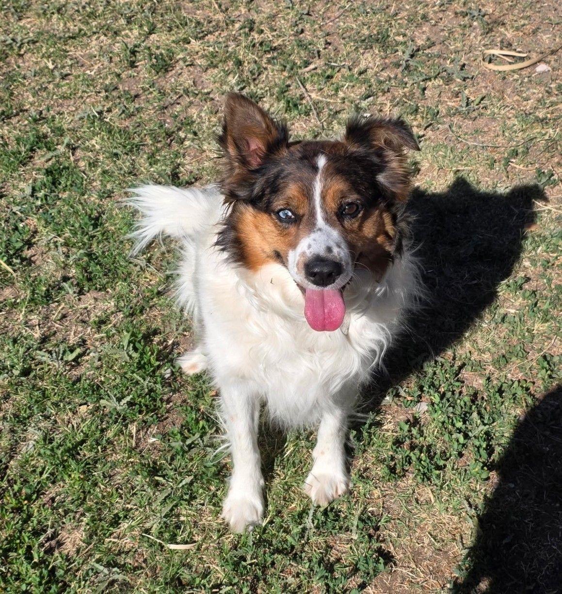 Chuy, Adoptable, Adult Male Australian Shepherd.