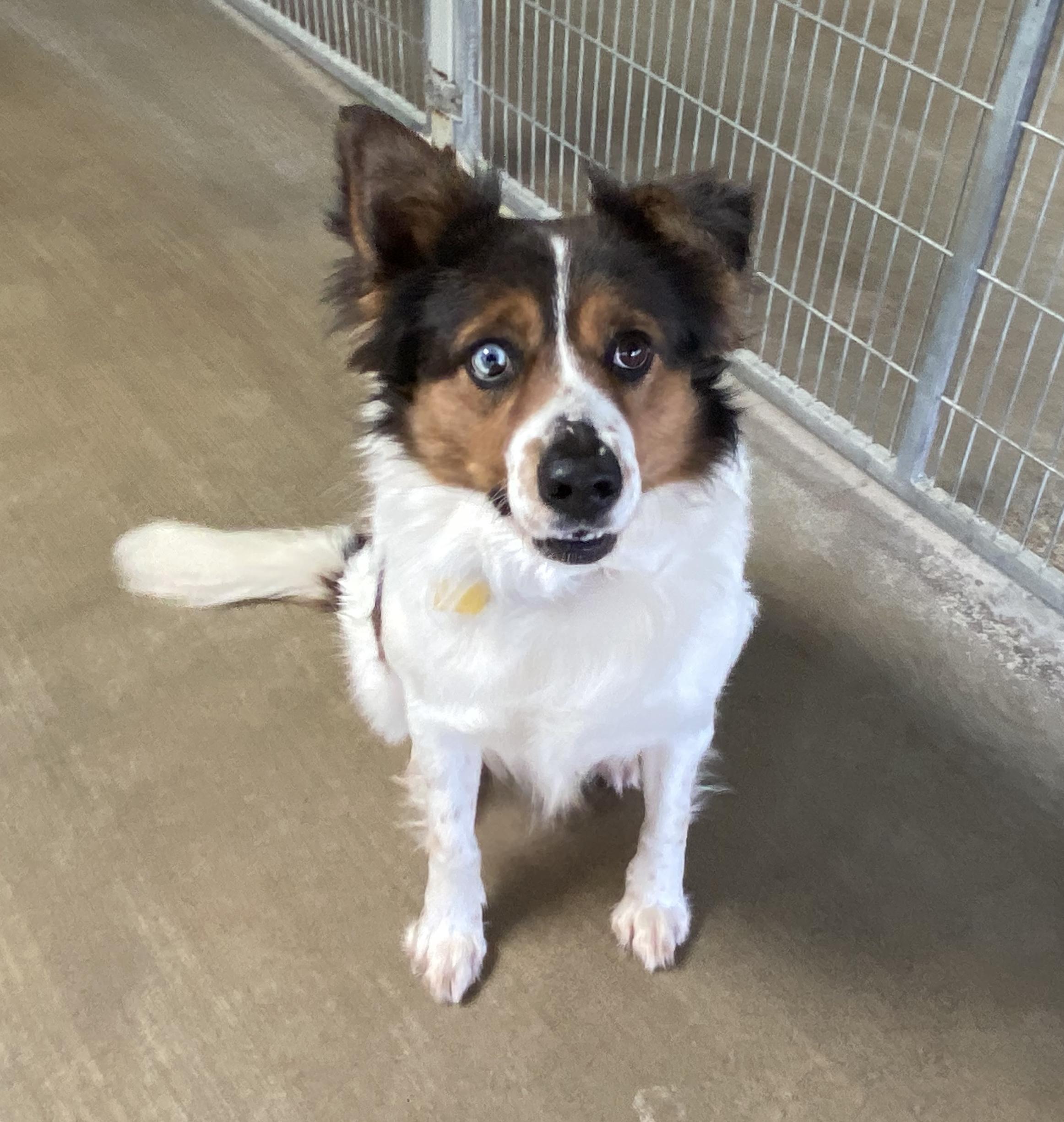 Chuy, a Adoptable mixed breed in El Paso, TX image 5/6