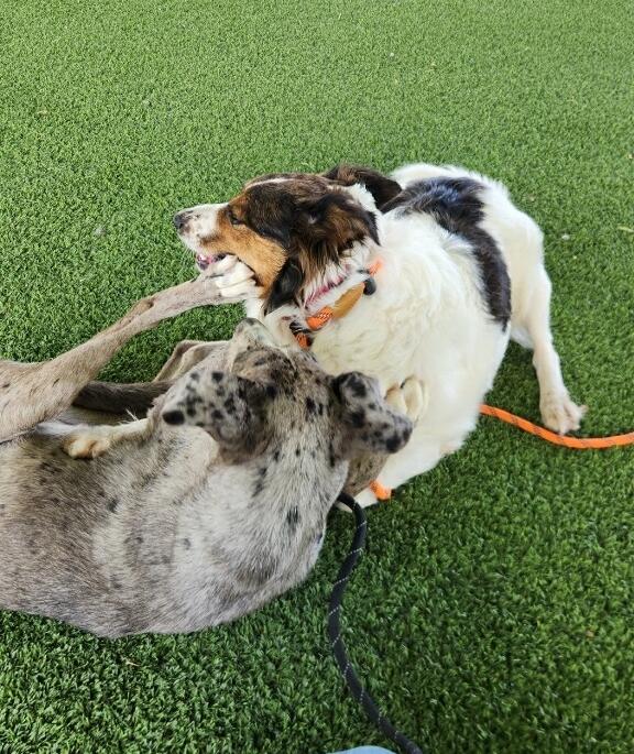 Chuy, a Adoptable mixed breed in El Paso, TX image 3/6