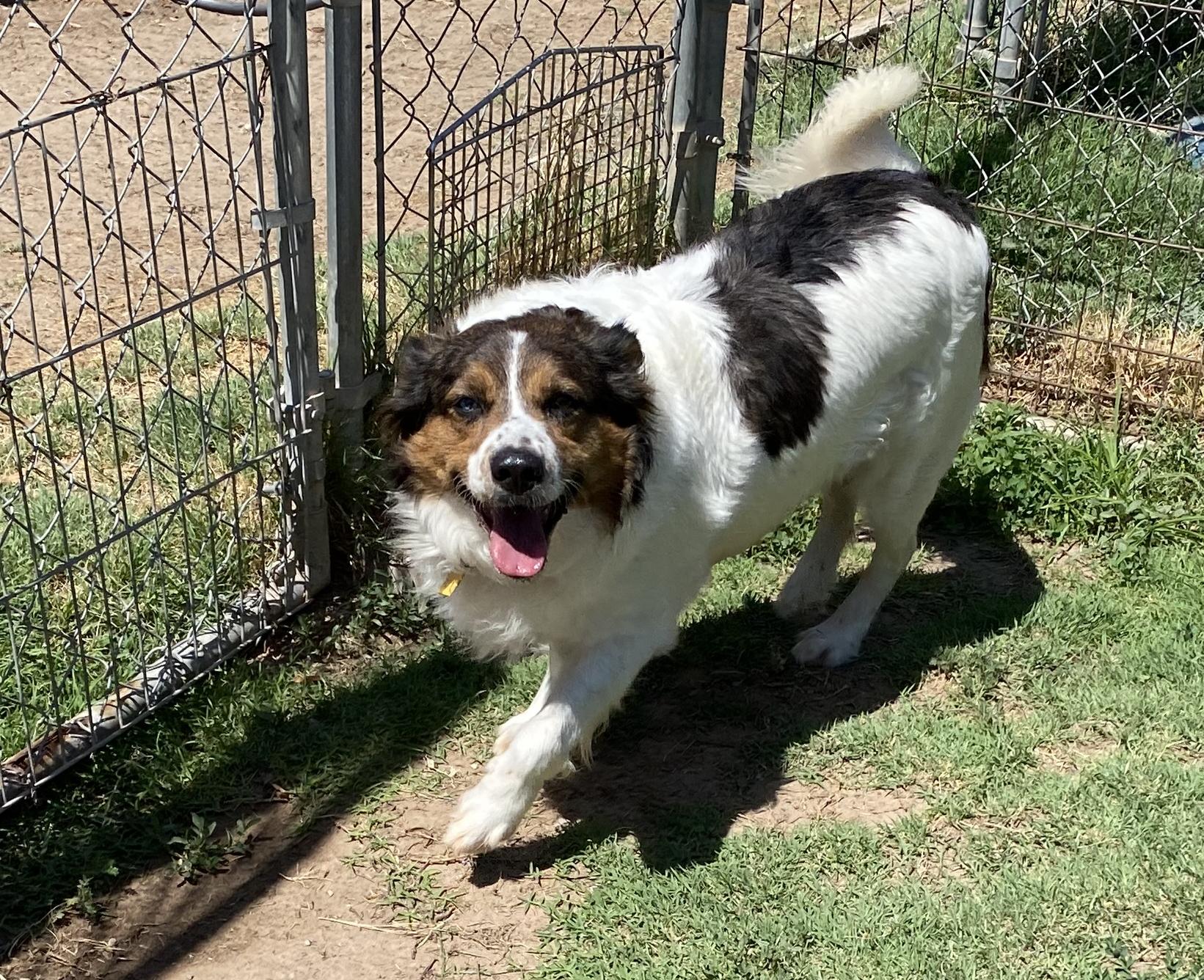 Chuy, a Adoptable mixed breed in El Paso, TX image 4/6