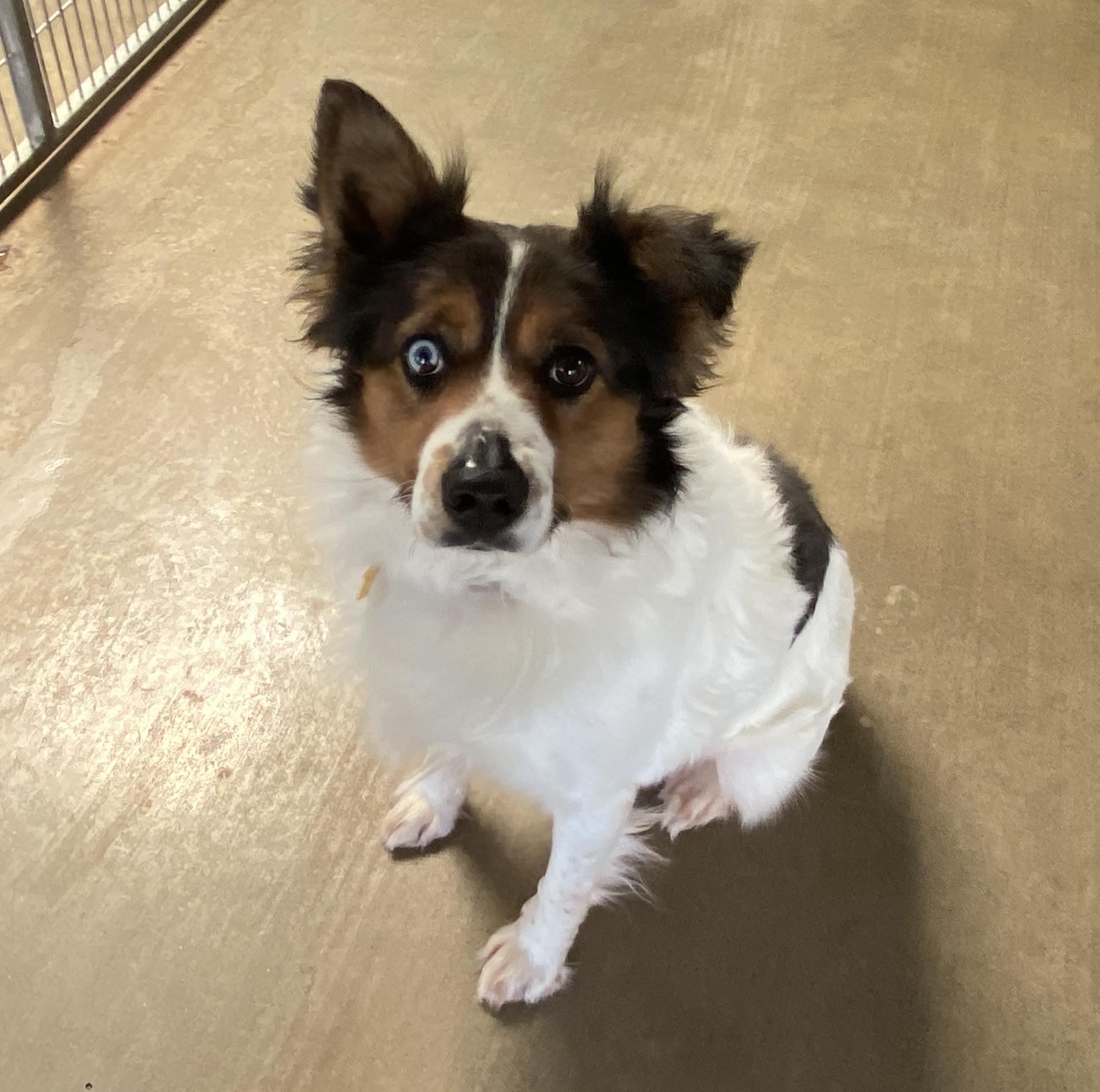 Chuy, a Adoptable mixed breed in El Paso, TX image 6/6