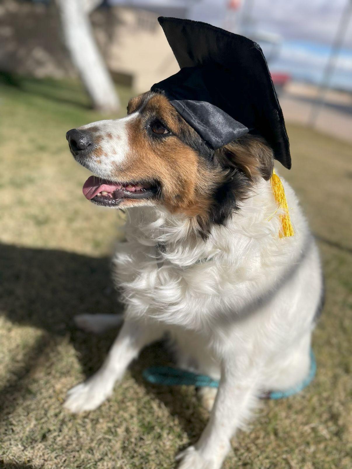 Chuy, Adoptable, Adult Male Australian Shepherd.