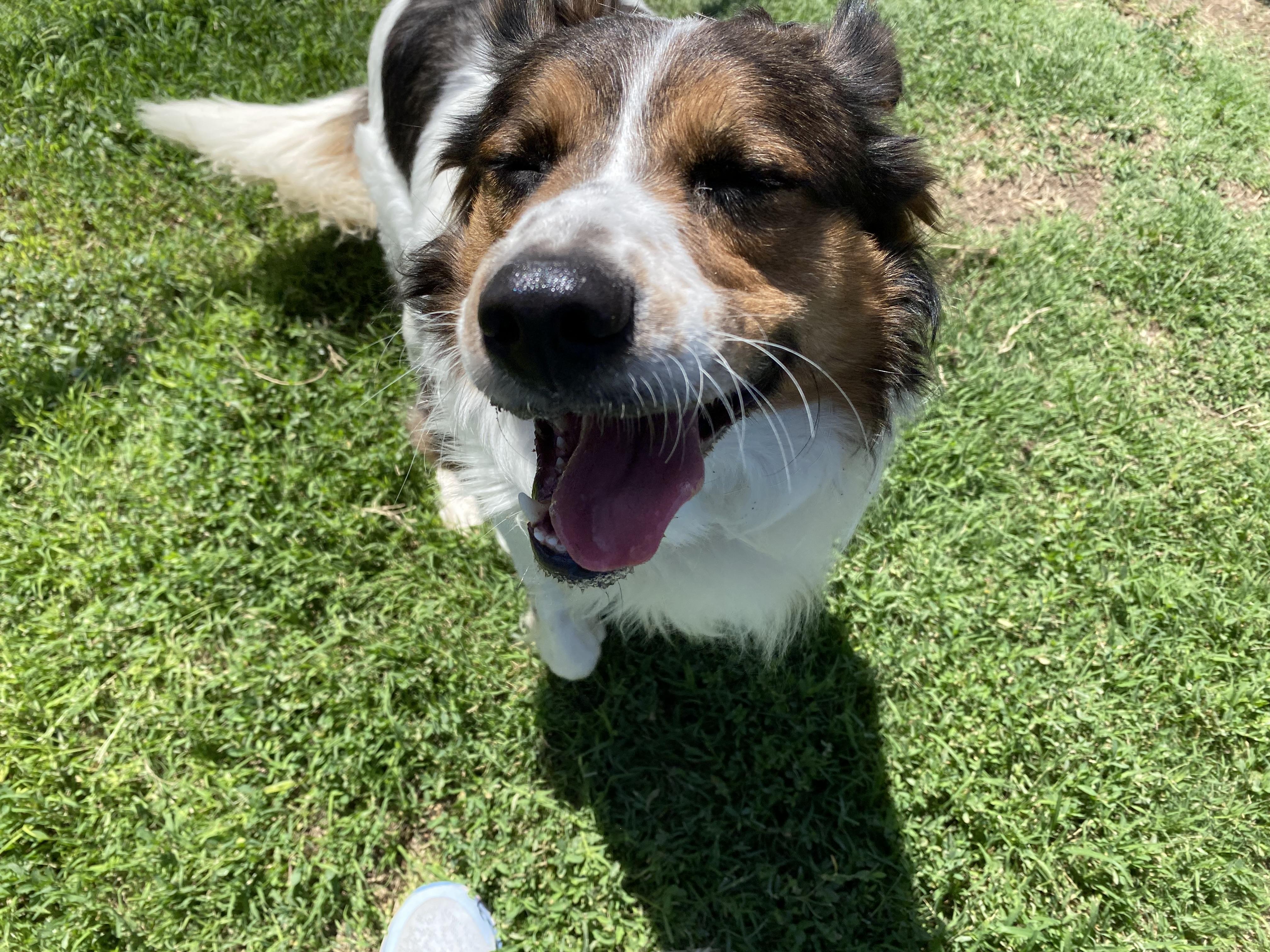 Chuy, Adult Male Australian Shepherd