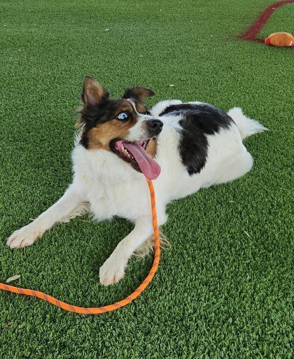 Chuy, a Adoptable mixed breed in El Paso, TX image 1/6