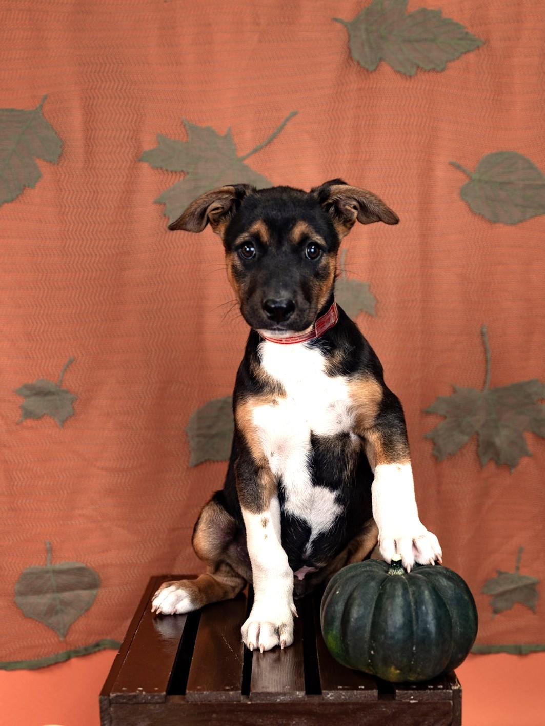 833-26, Adoptable, Puppy Male Australian Cattle Dog / Blue Heeler.
