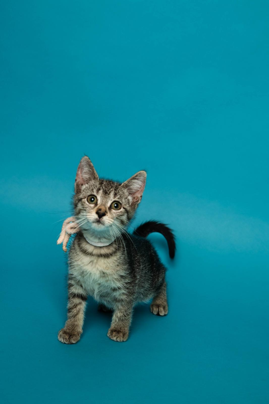Mimmin, ADOPTABLE, Kitten Female Tabby.