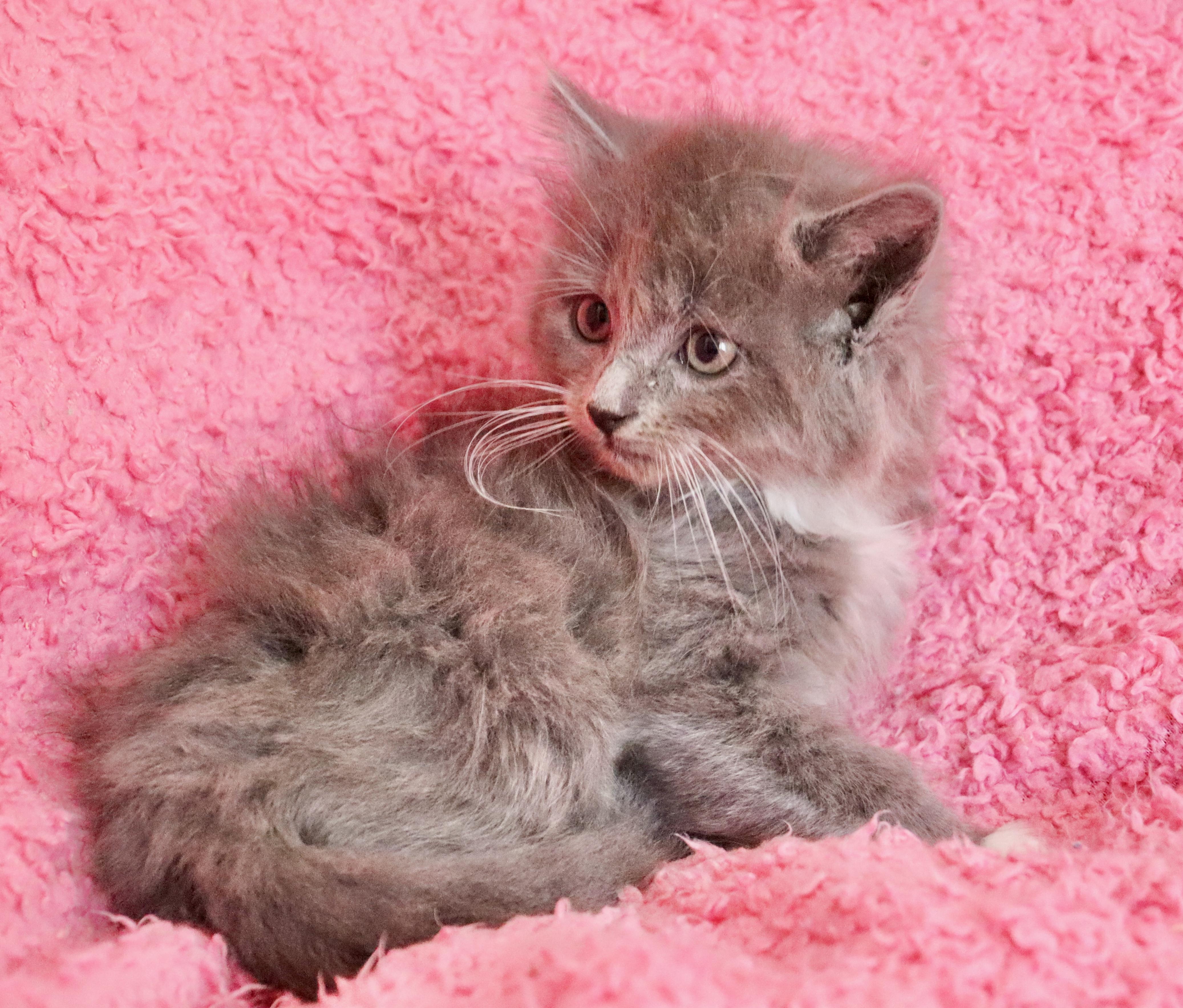 Lady bug, adopted, Kitten Female Domestic Long Hair & Maine Coon.