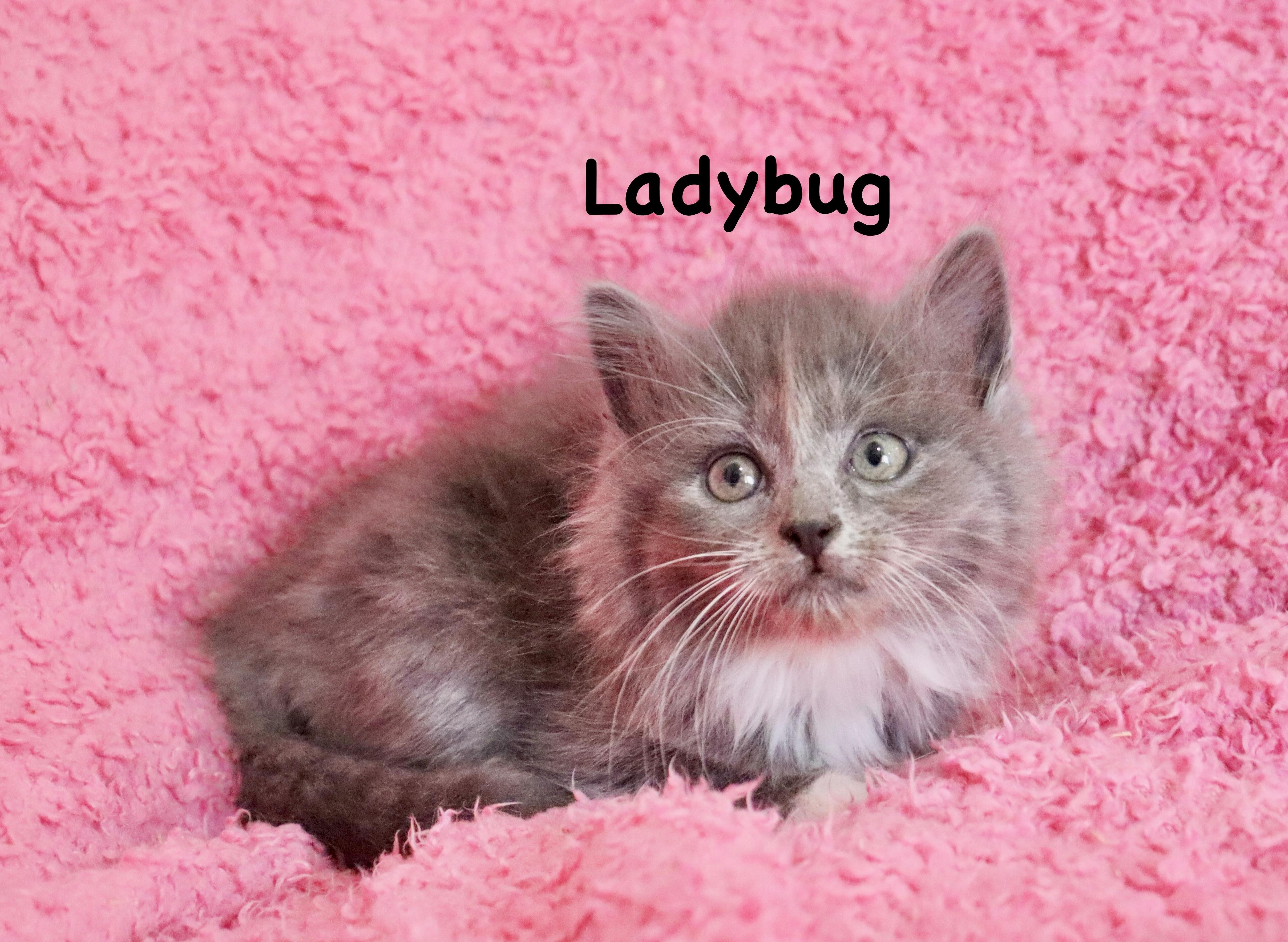 Enlarge Lady bug, an adopted mixed breed in Saint Augustine, FL image 5/6