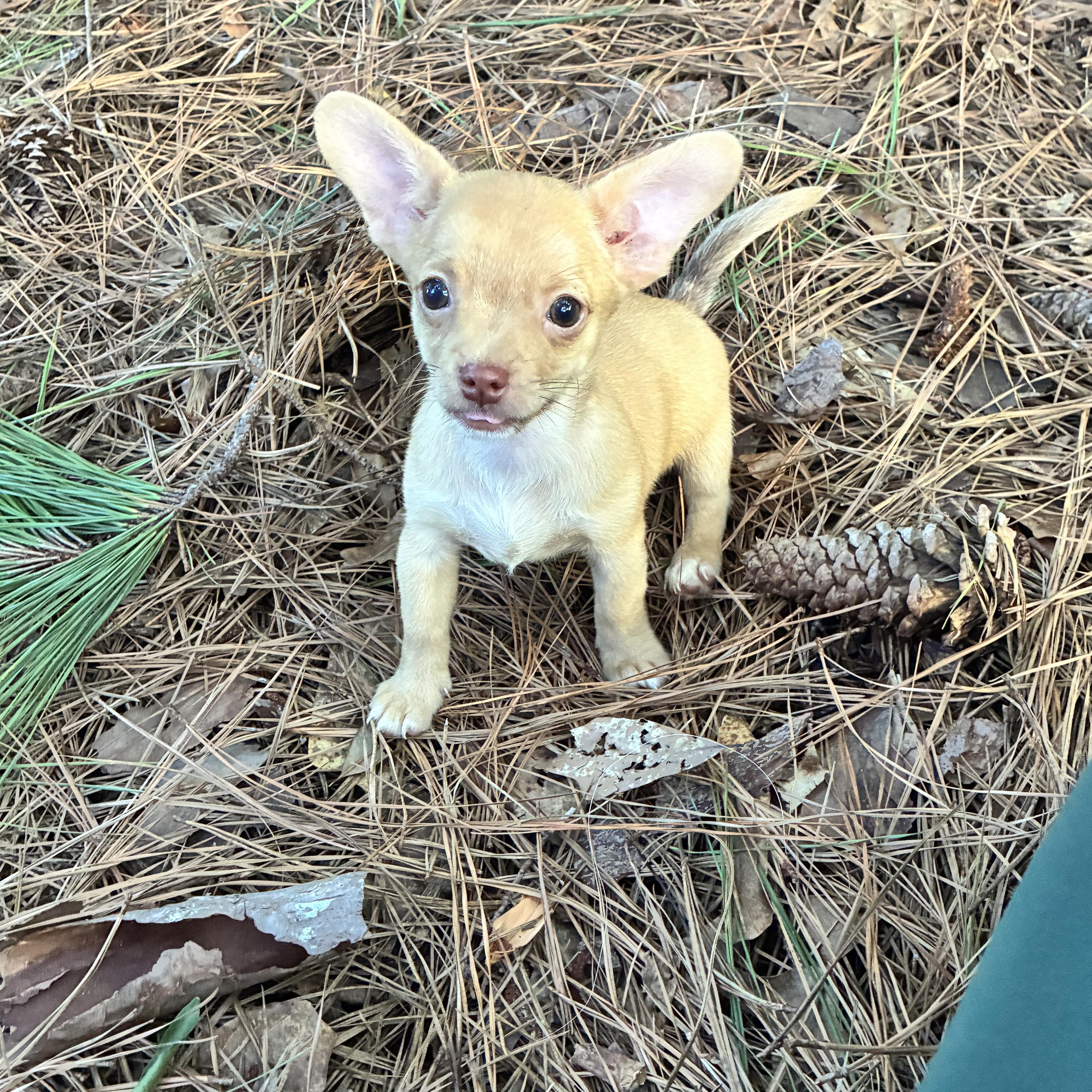 Nemo, adopted, Puppy Male Chihuahua & Dachshund.