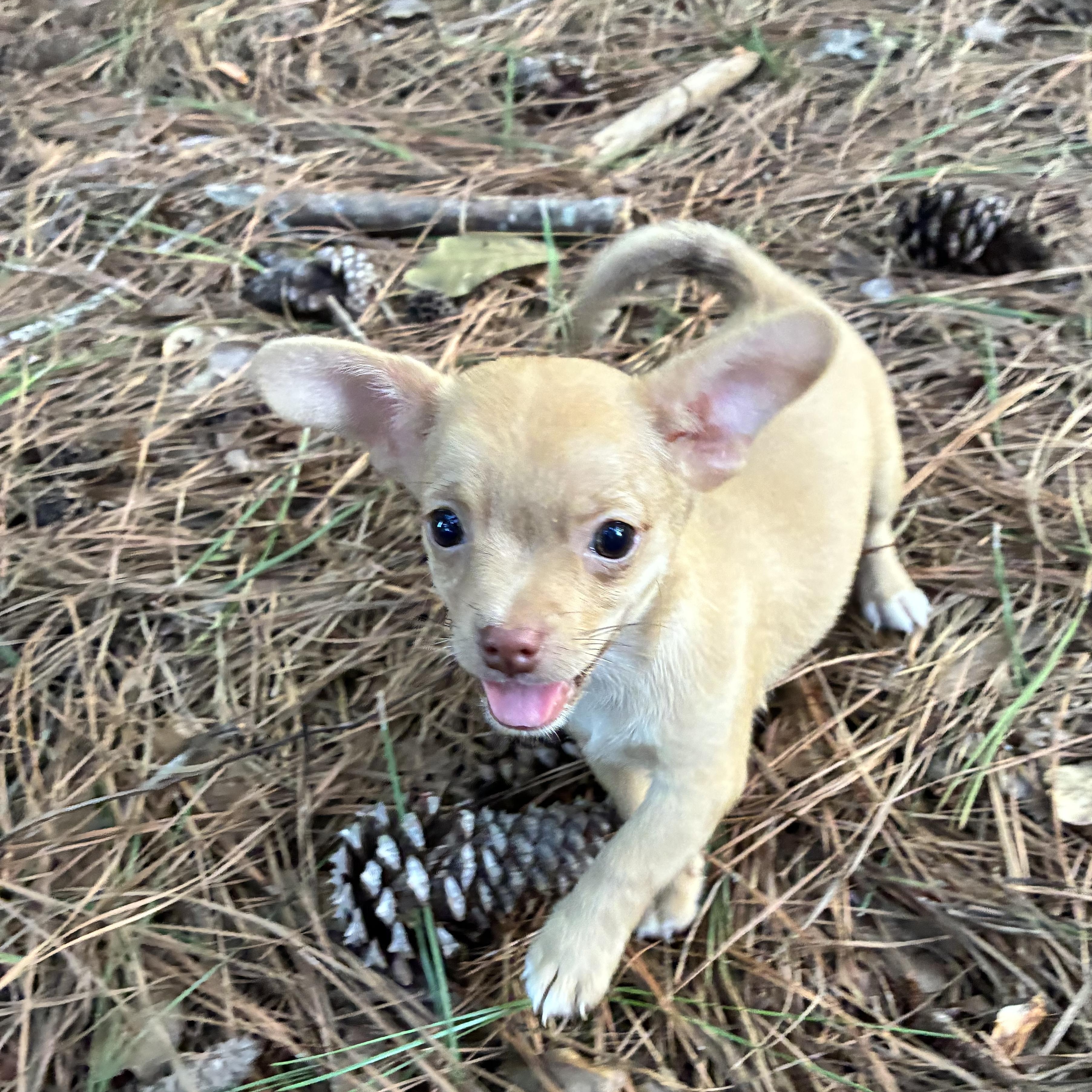 Enlarge Nemo, an adopted mixed breed in Rock Hill, SC image 5/5