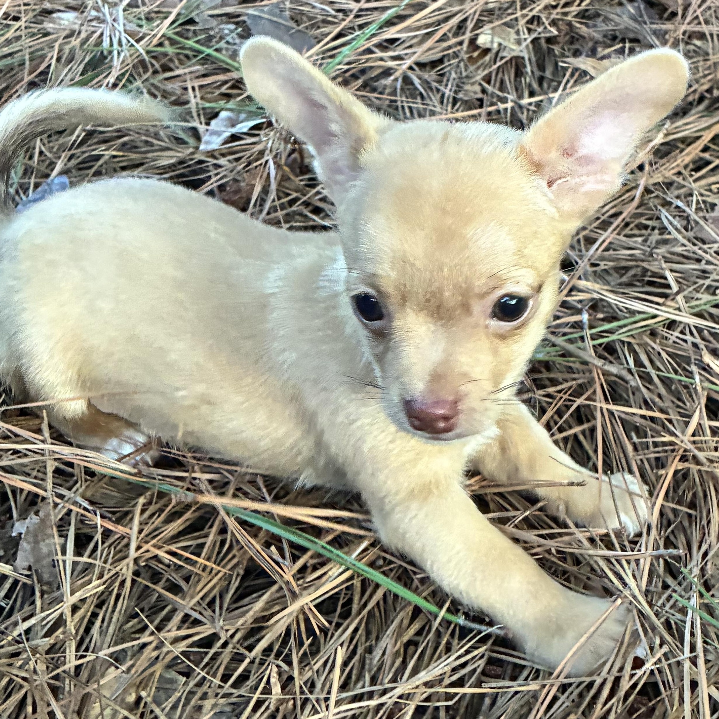 Enlarge Nemo, an adopted mixed breed in Rock Hill, SC image 2/5
