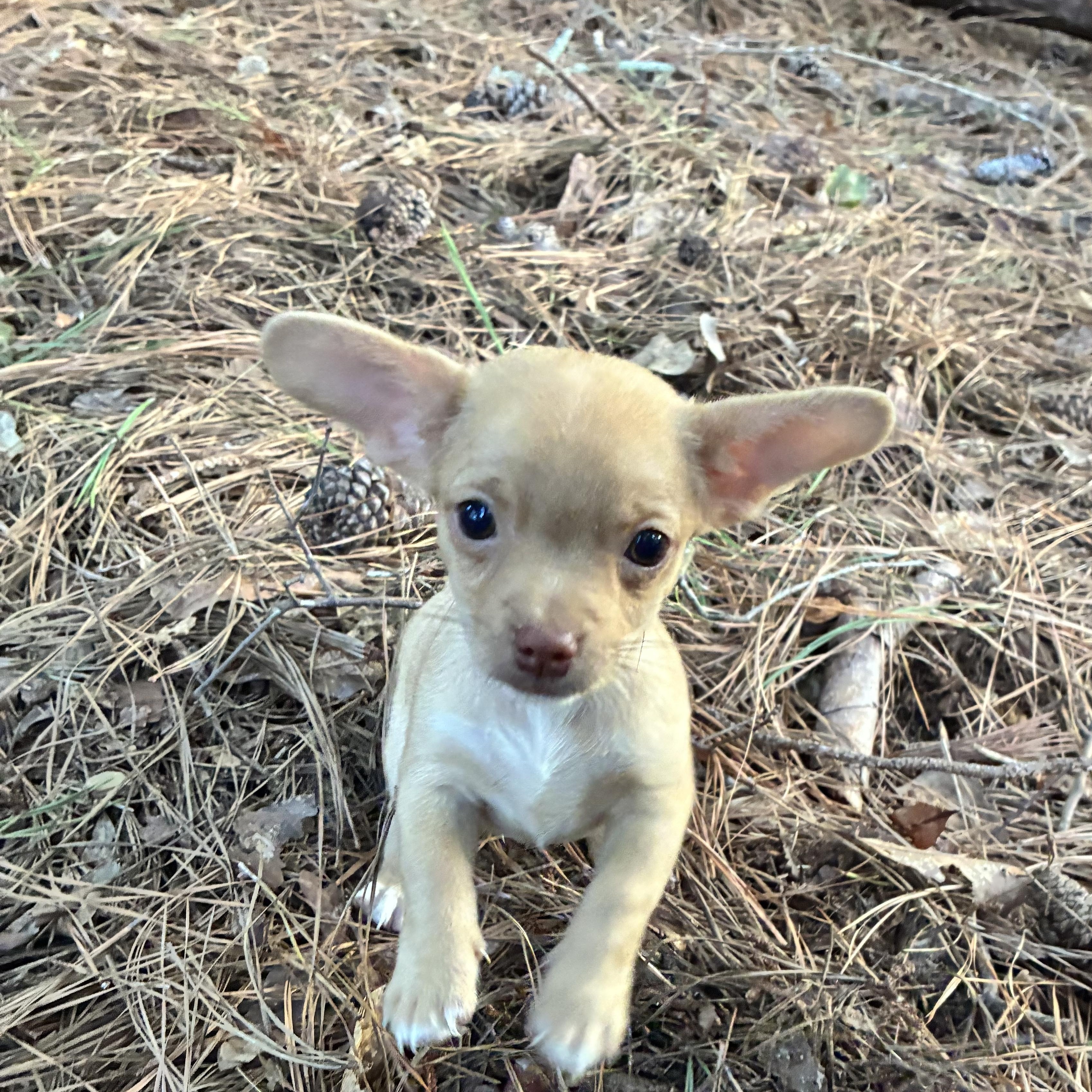 Enlarge Nemo, an adopted mixed breed in Rock Hill, SC image 4/5