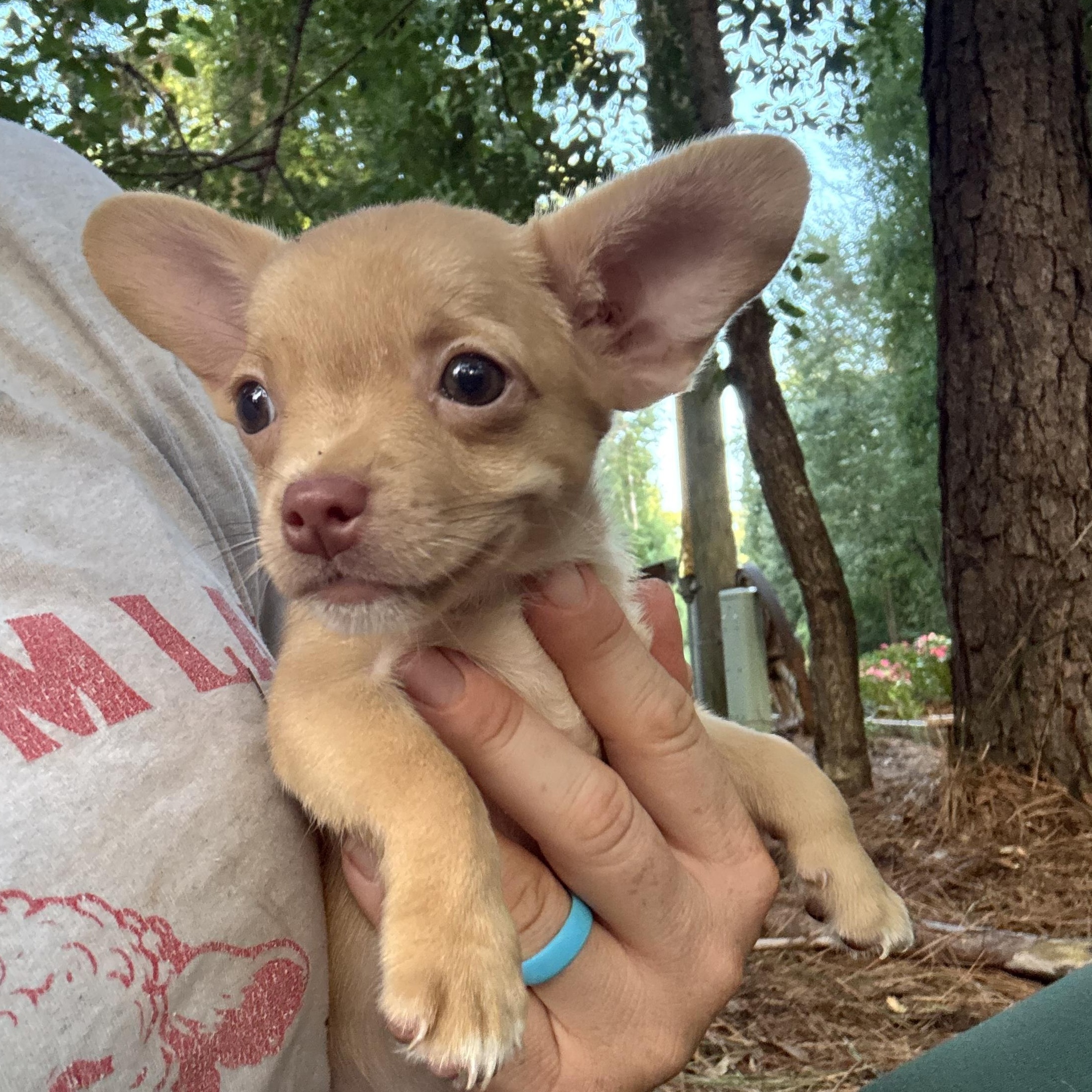 Enlarge Nemo, an adopted mixed breed in Rock Hill, SC image 3/5
