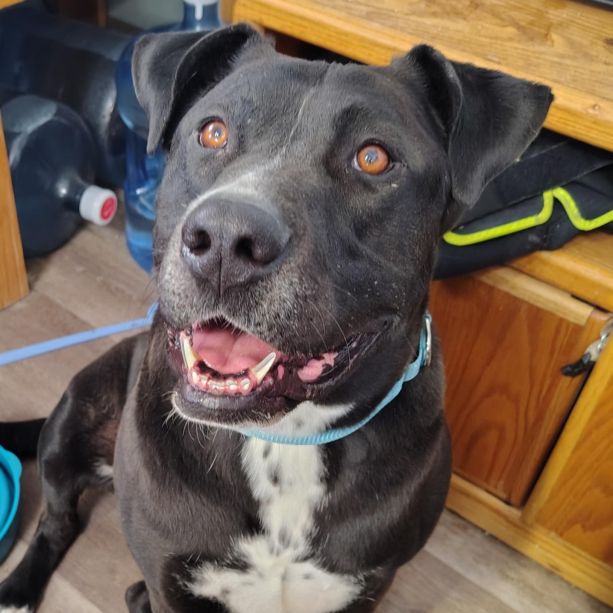 Kenzo, Adoptable, Adult Male Pit Bull Terrier.