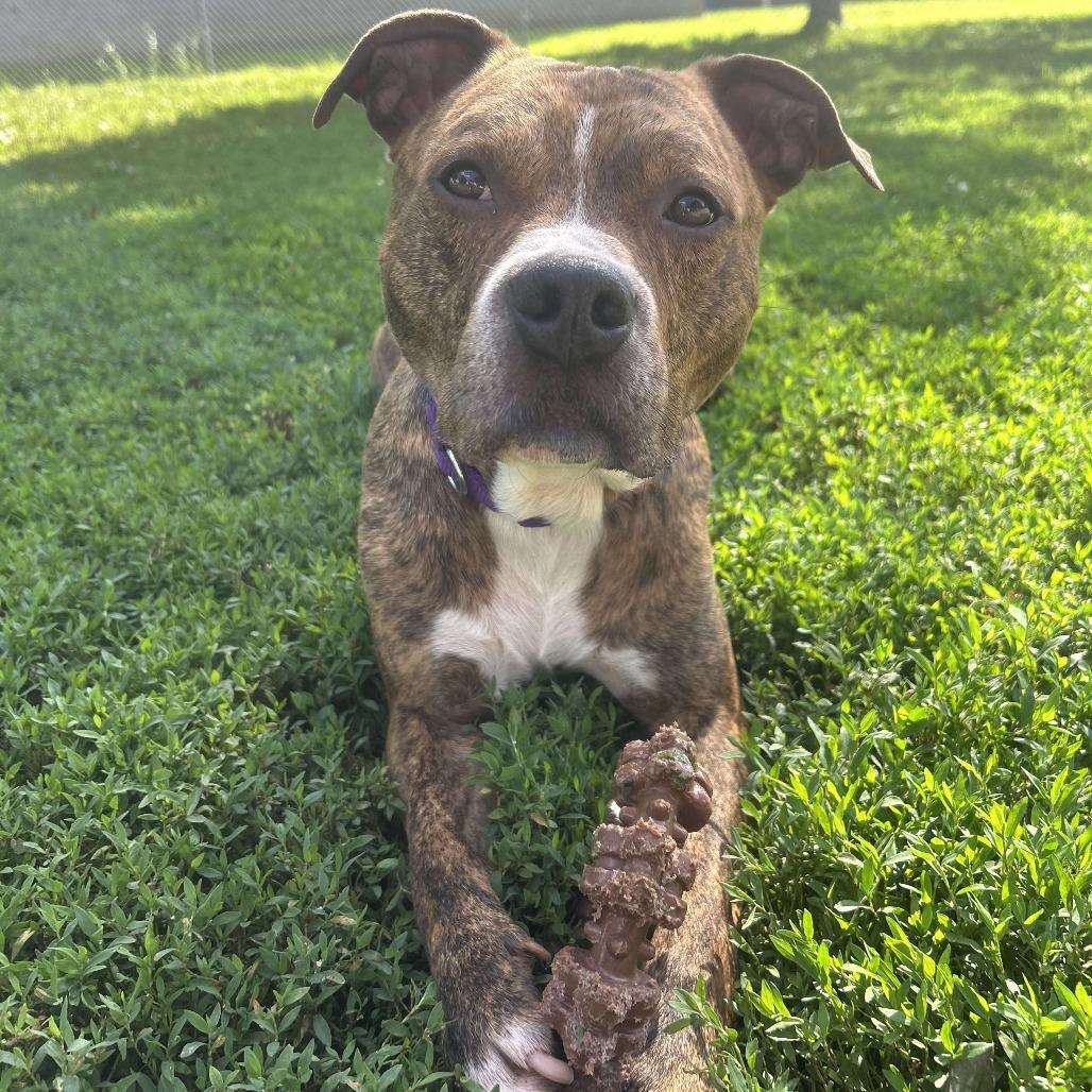 Jimbo, Adoptable, Adult Male Mixed Breed.