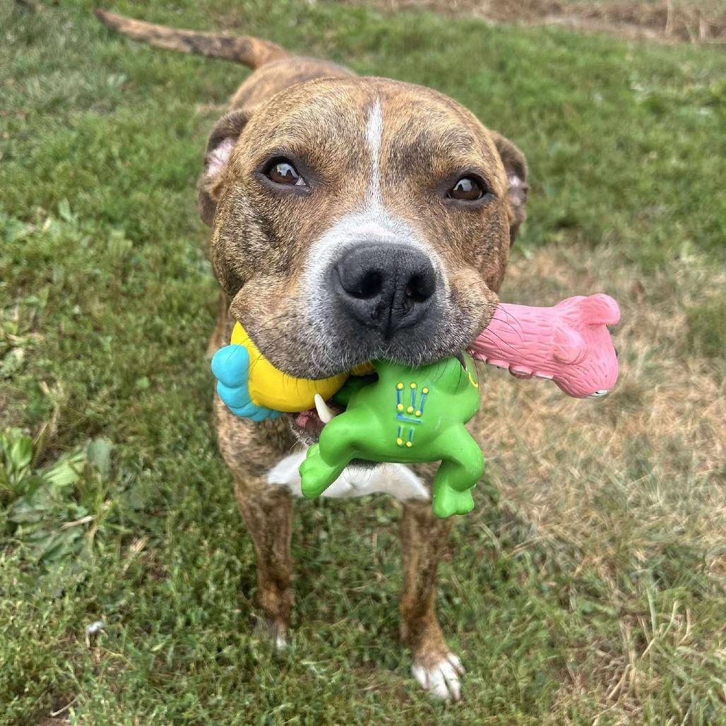Jimbo, a Adoptable Mixed Breed in Chesapeake, VA image 2/6