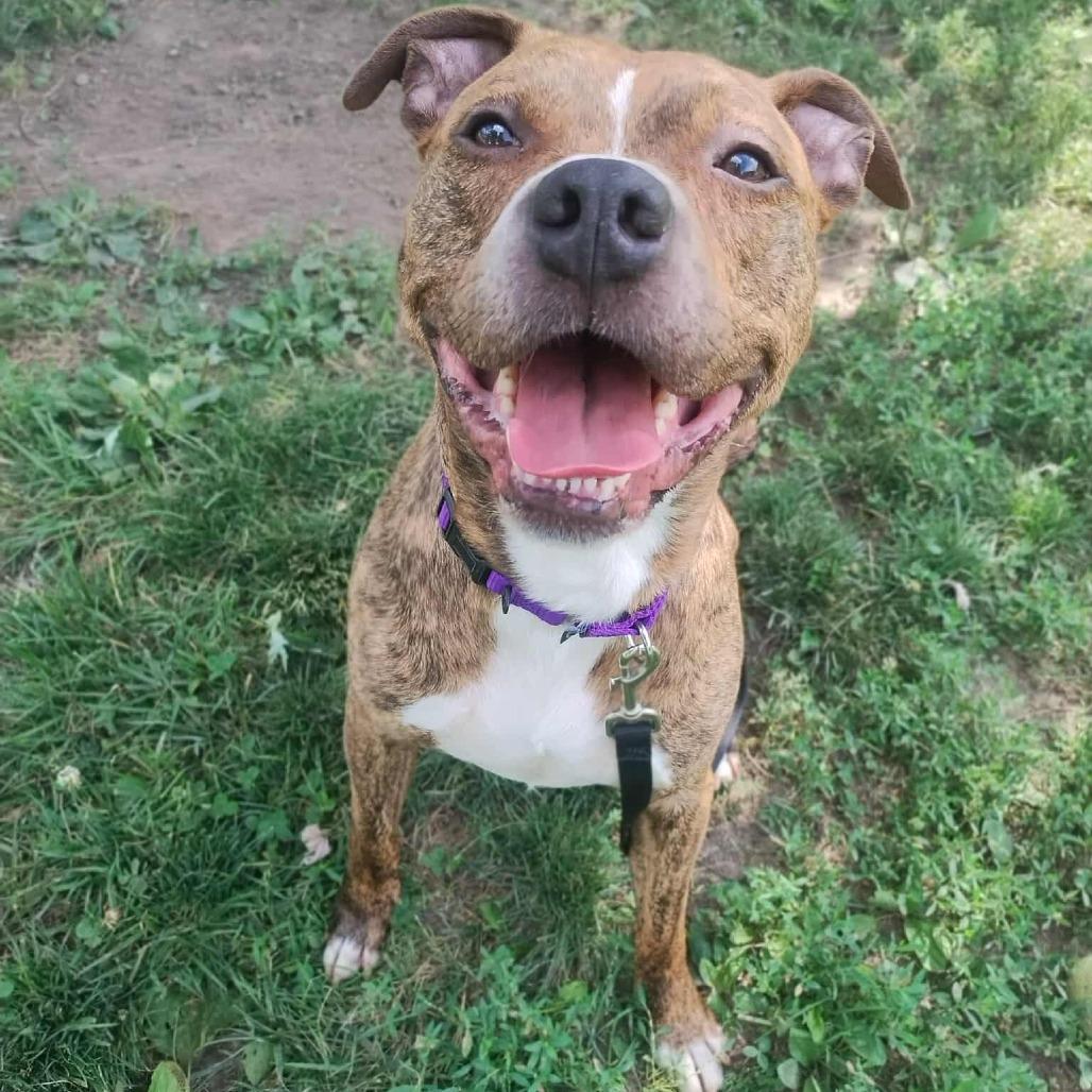 Jimbo, a Adoptable Mixed Breed in Chesapeake, VA image 3/6