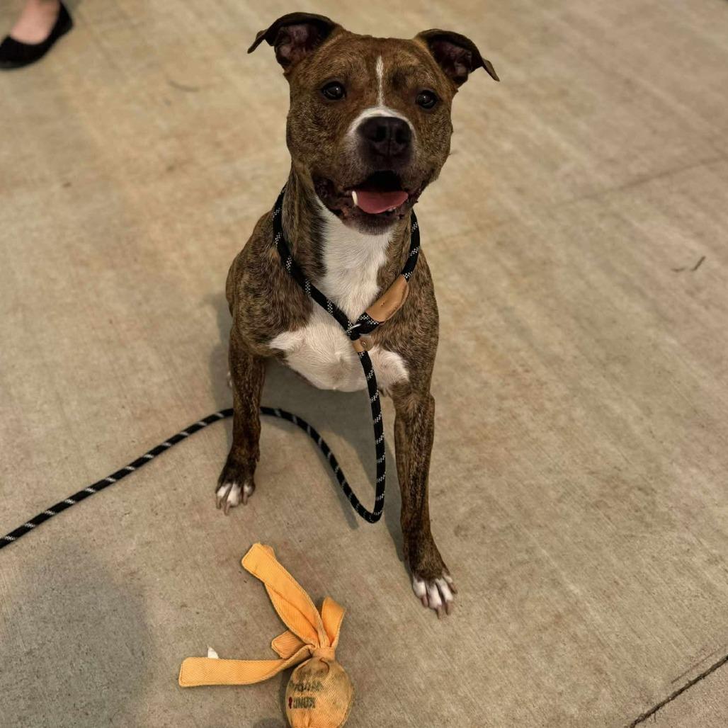 Jimbo, a Adoptable Mixed Breed in Chesapeake, VA image 4/6