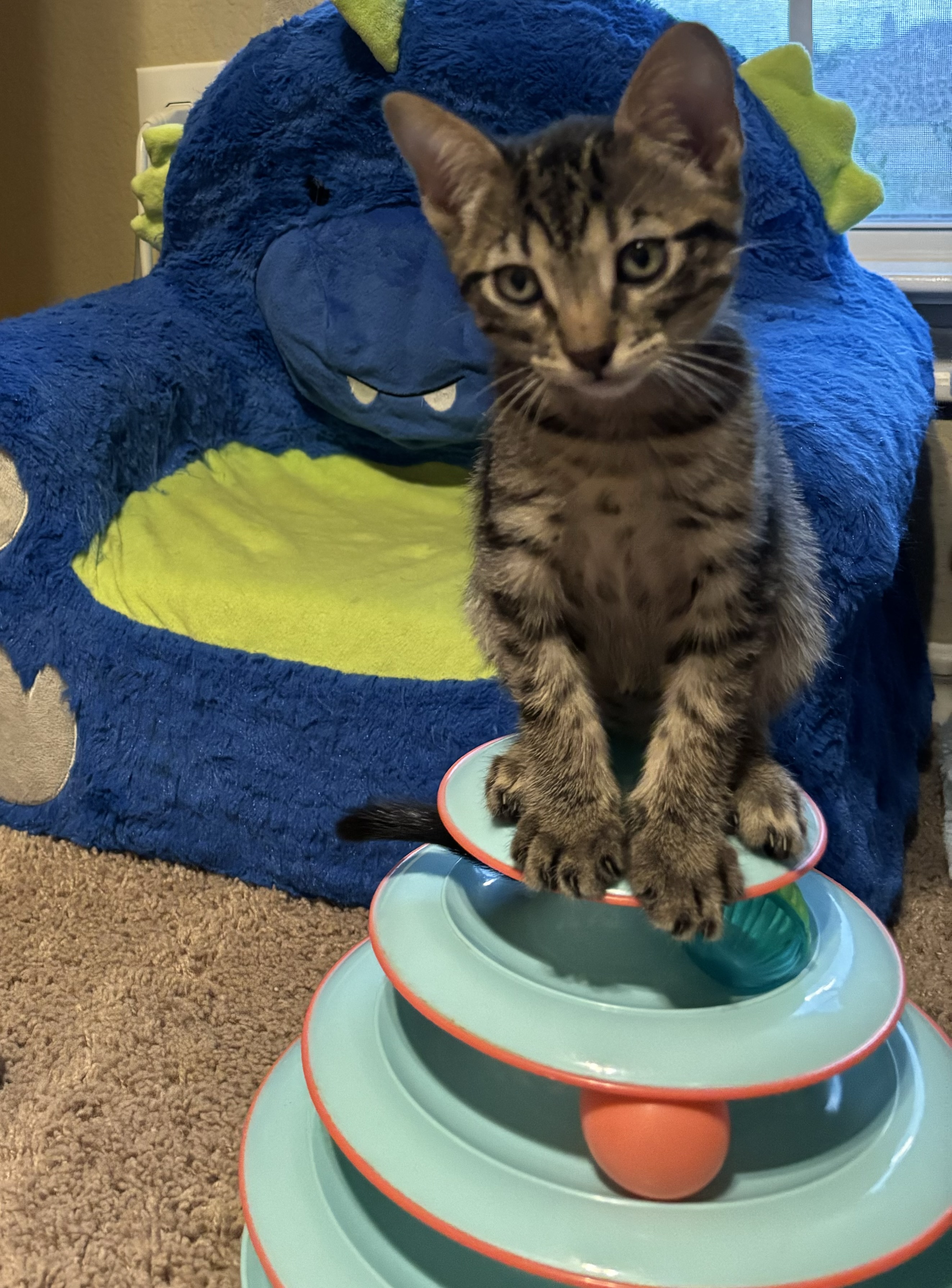 Dakota, adopted, Kitten Male Oriental Tabby.