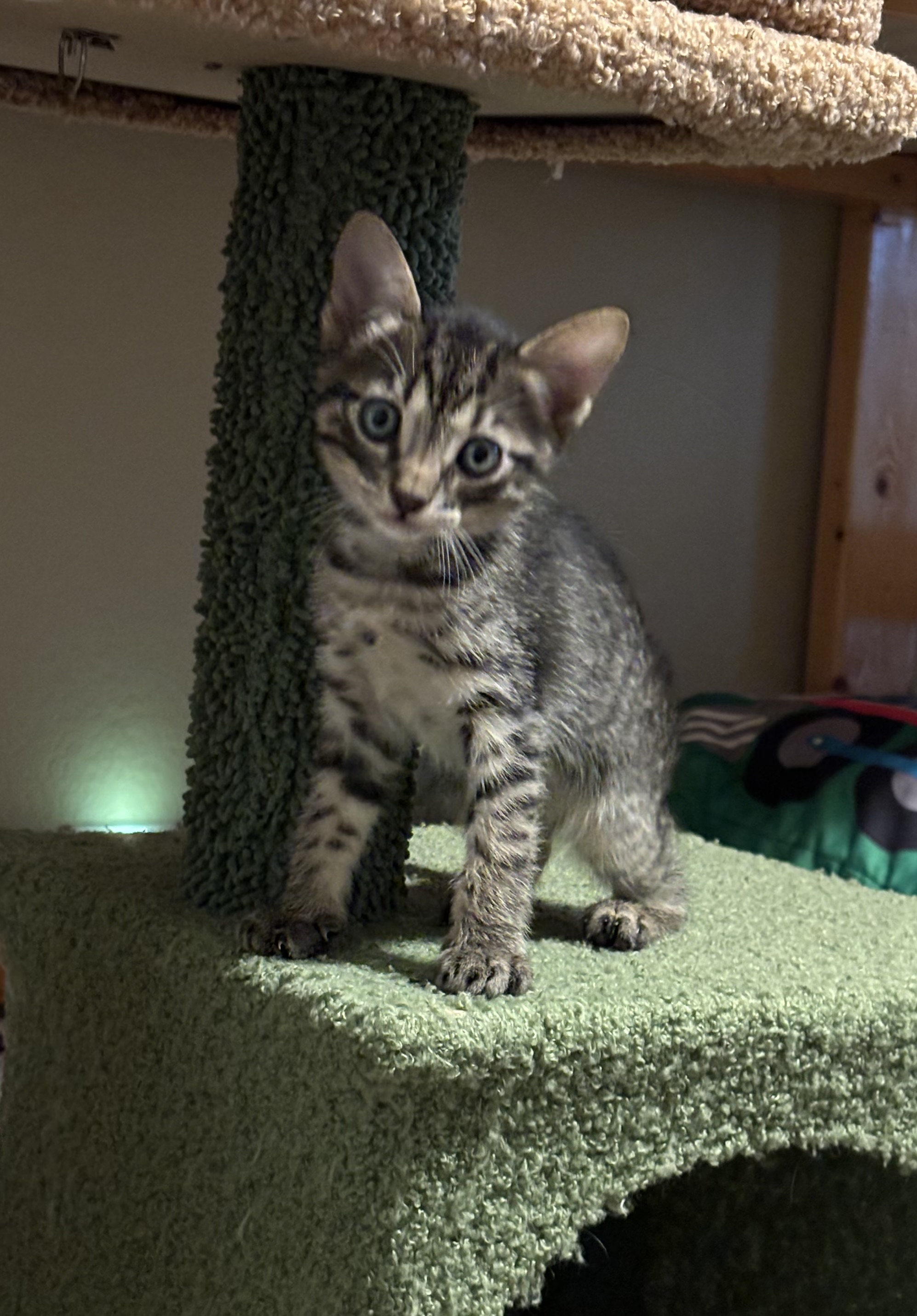 Enlarge Dakota, an adopted Oriental Tabby in Haslet, TX image 2/4