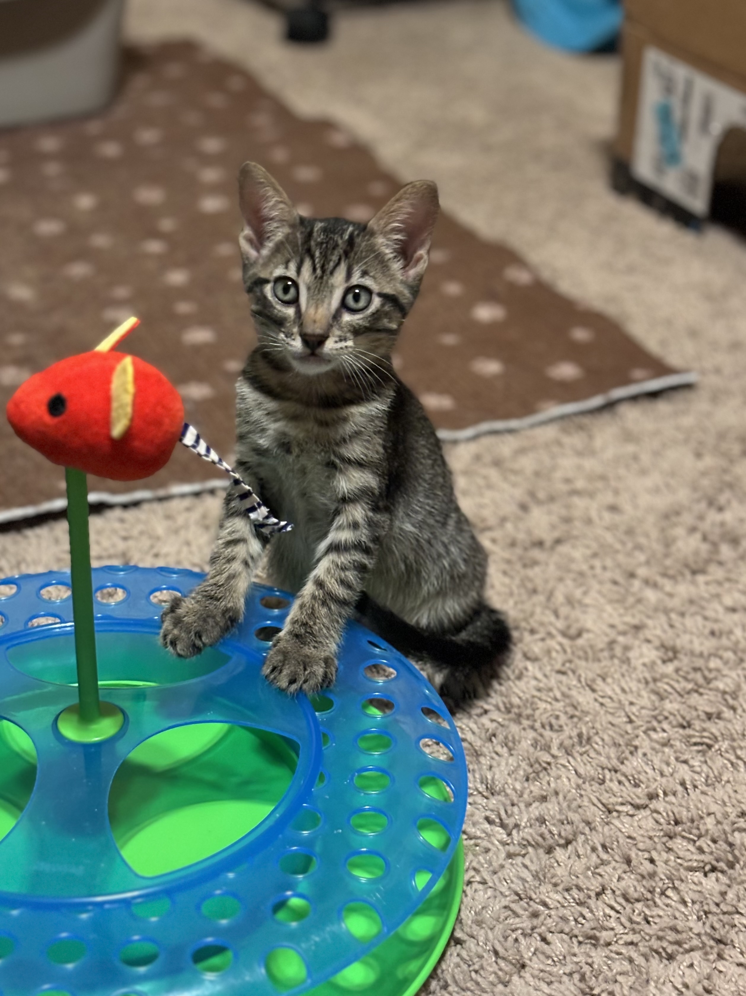 Enlarge Dakota, an adopted Oriental Tabby in Haslet, TX image 3/4