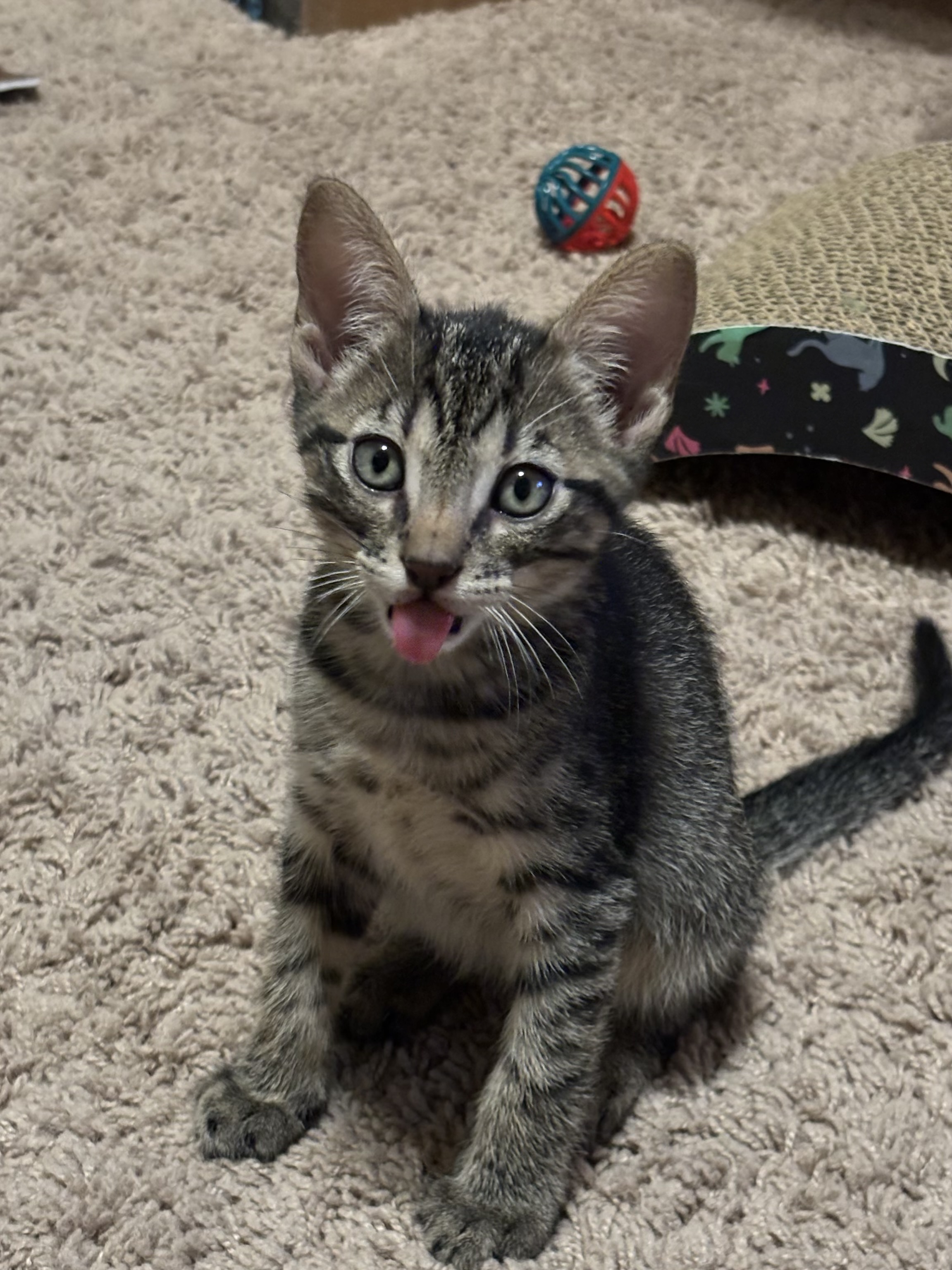 Enlarge Dakota, an adopted Oriental Tabby in Haslet, TX image 4/4
