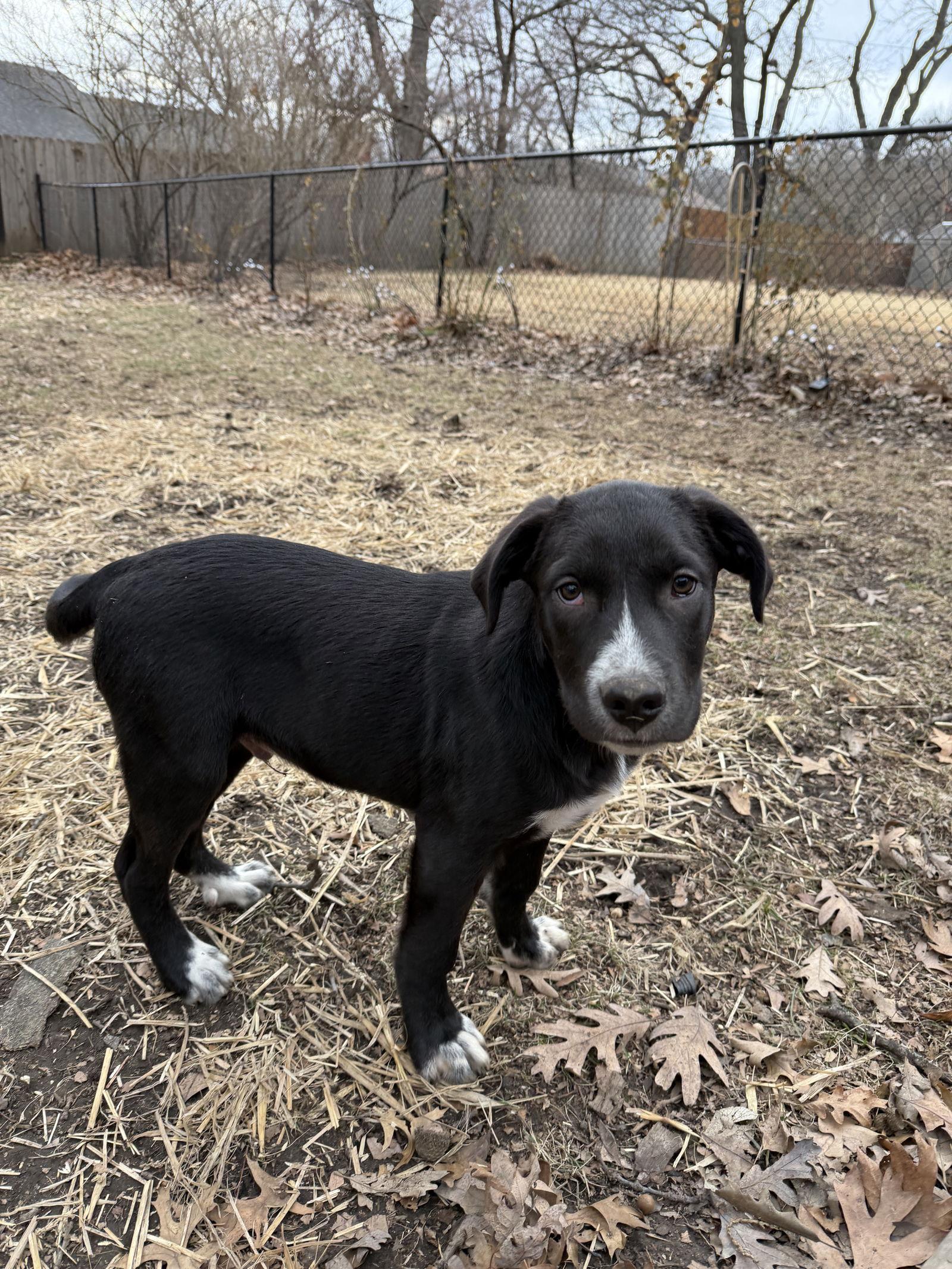 Charlie Brown, Adoptable, Puppy Male Labrador Retriever & Retriever.