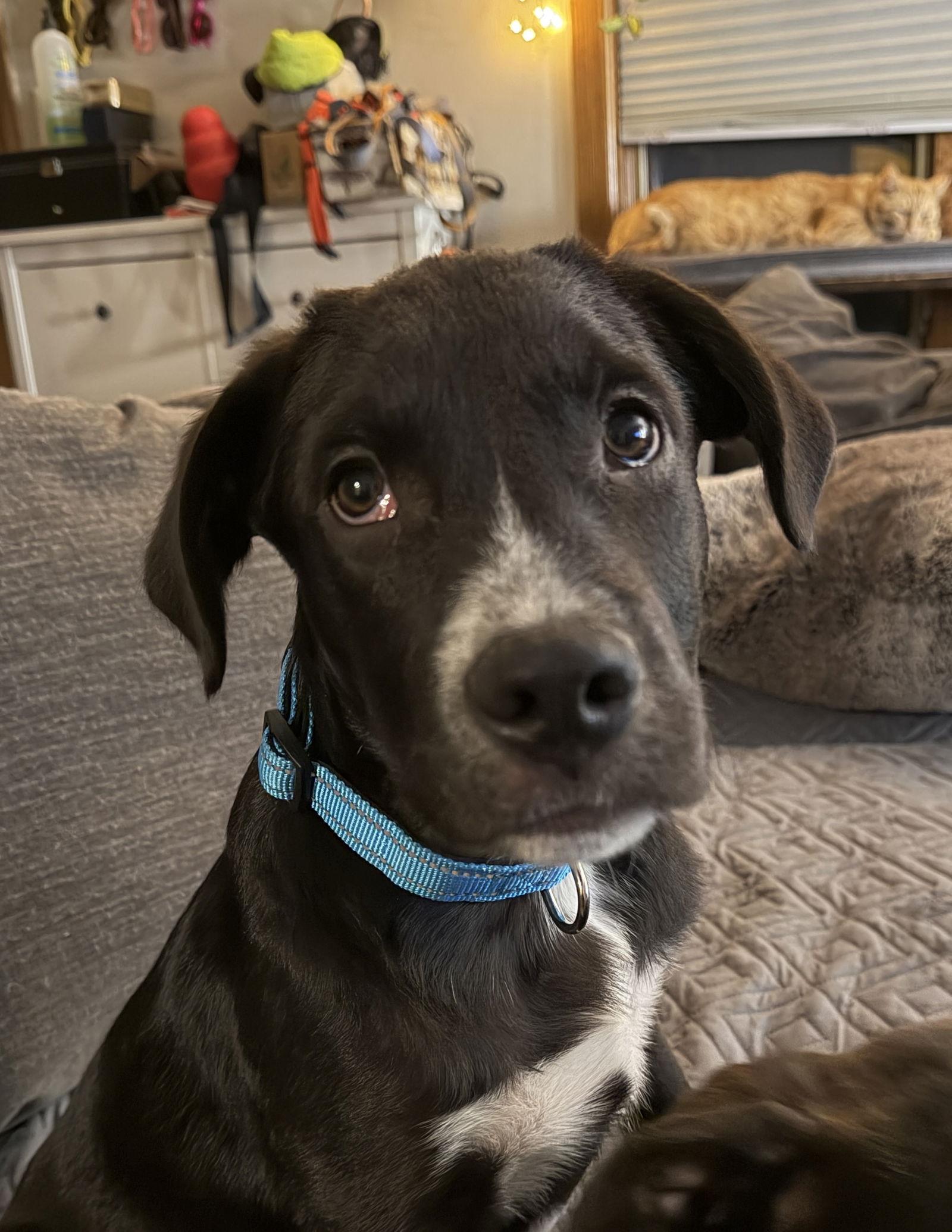 Enlarge Charlie Brown, a Adoptable mixed breed in West Des Moines, IA image 3/6