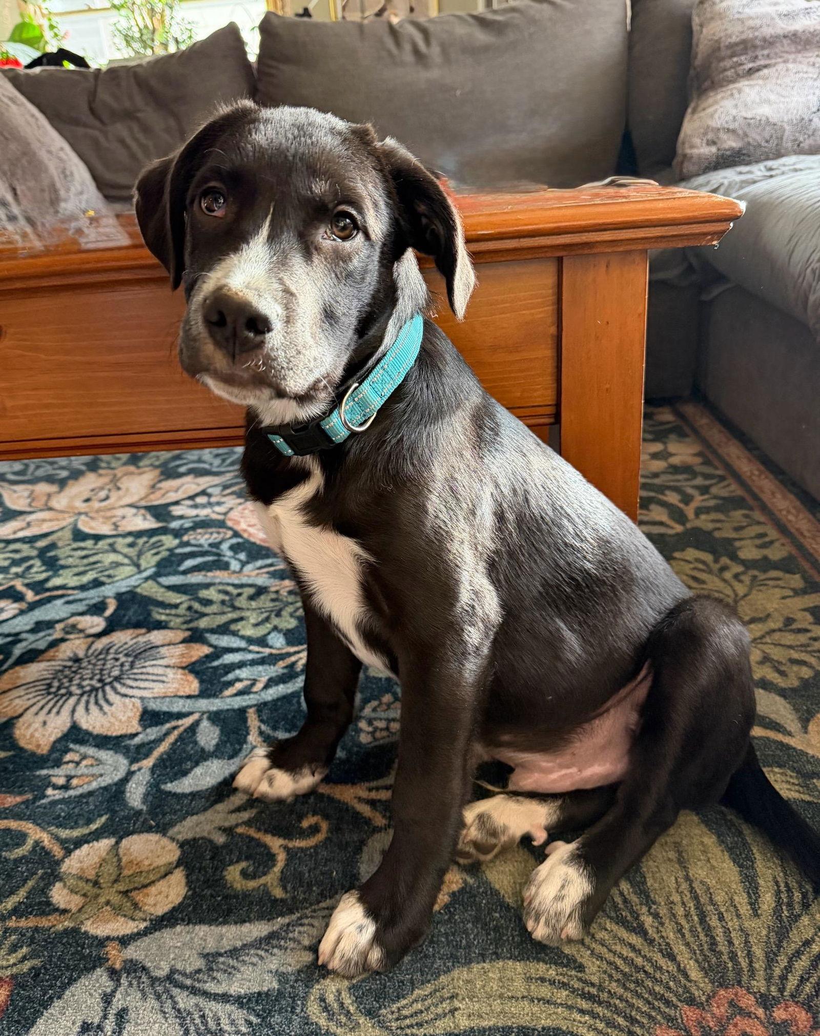 Enlarge Charlie Brown, a Adoptable mixed breed in West Des Moines, IA image 6/6