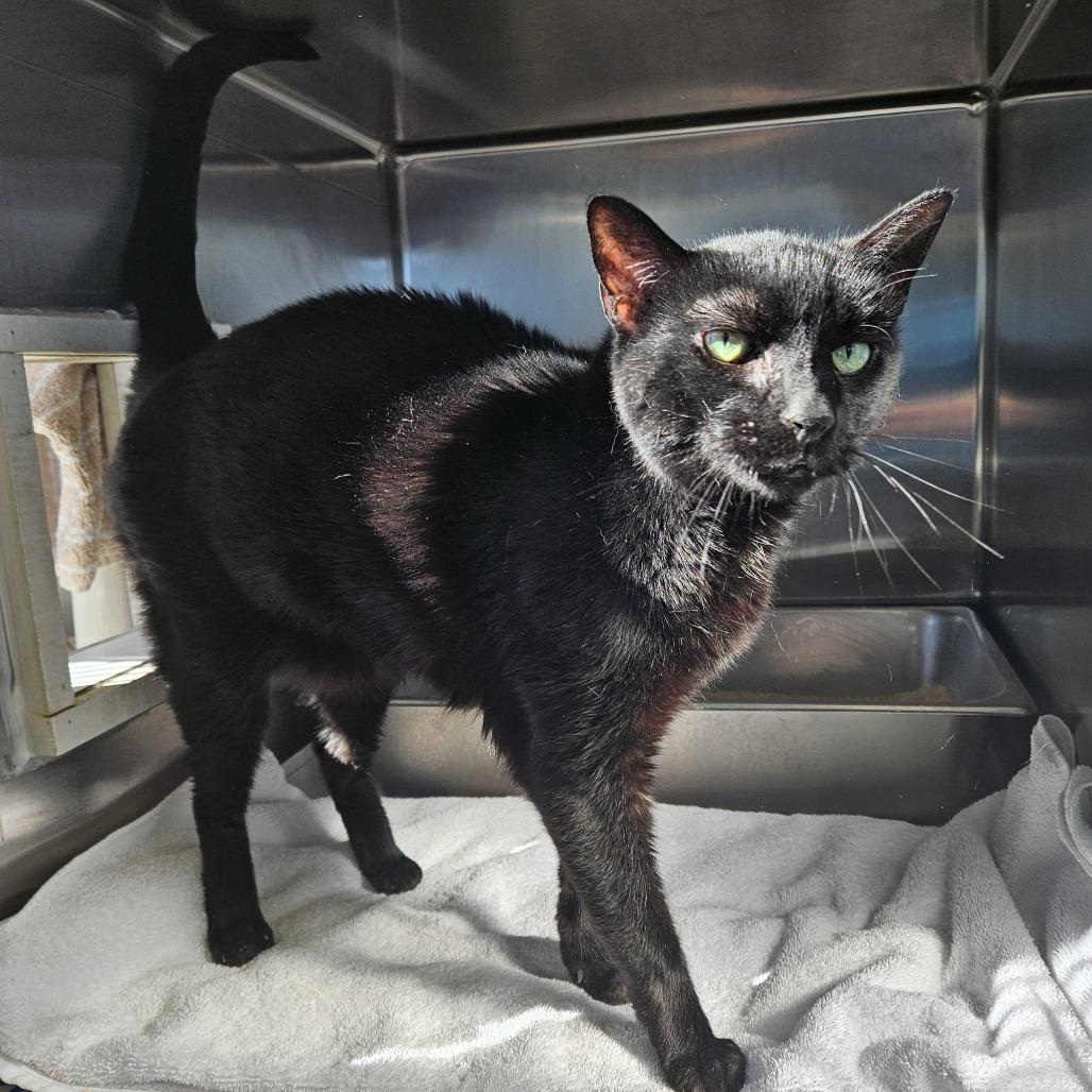 Missy, Adoptable, Senior Female Domestic Short Hair.