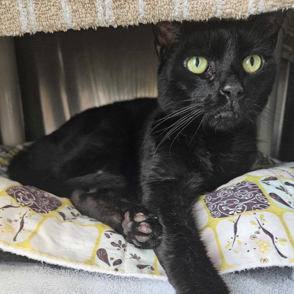 Missy, a Adoptable Domestic Short Hair in Dover, NH image 2/4