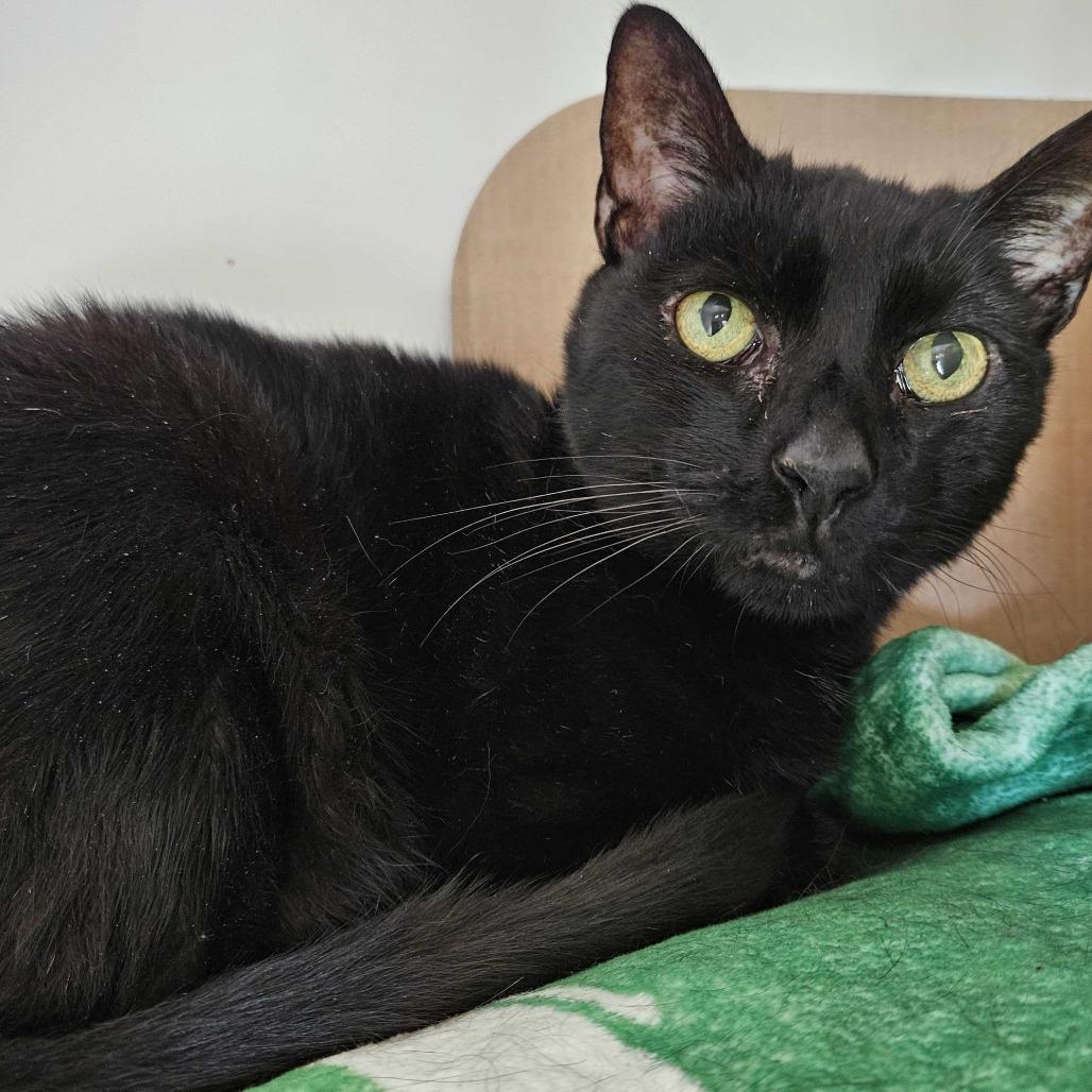 Missy, a Adoptable Domestic Short Hair in Dover, NH image 3/4