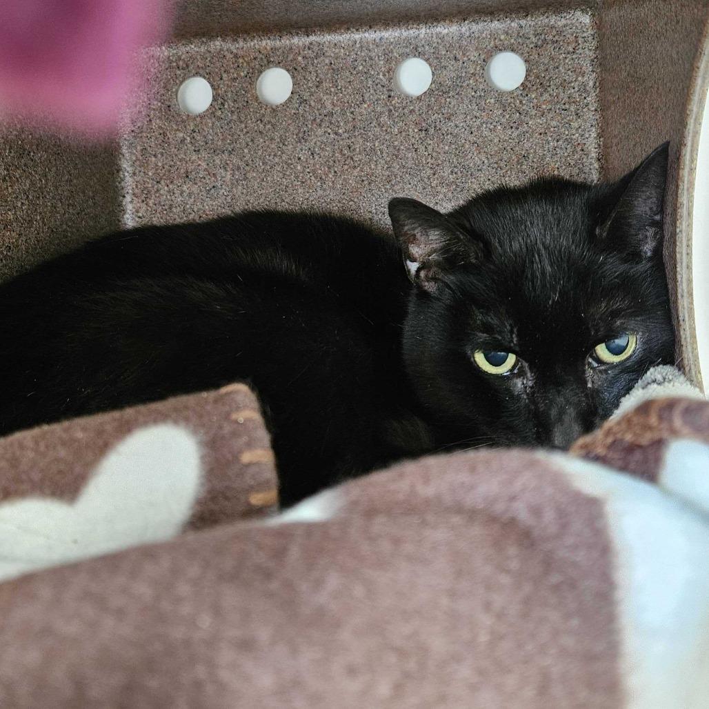 Missy, a Adoptable Domestic Short Hair in Dover, NH image 4/4