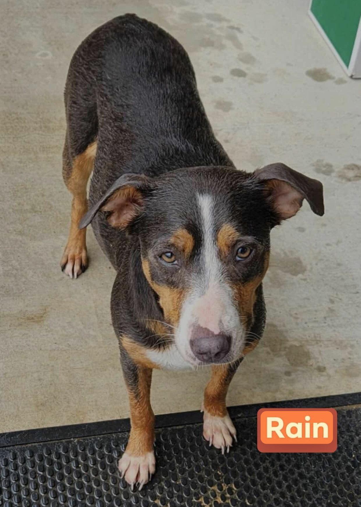 Enlarge Rain, a Adoptable Mixed Breed in Farmerville, LA image 1/1