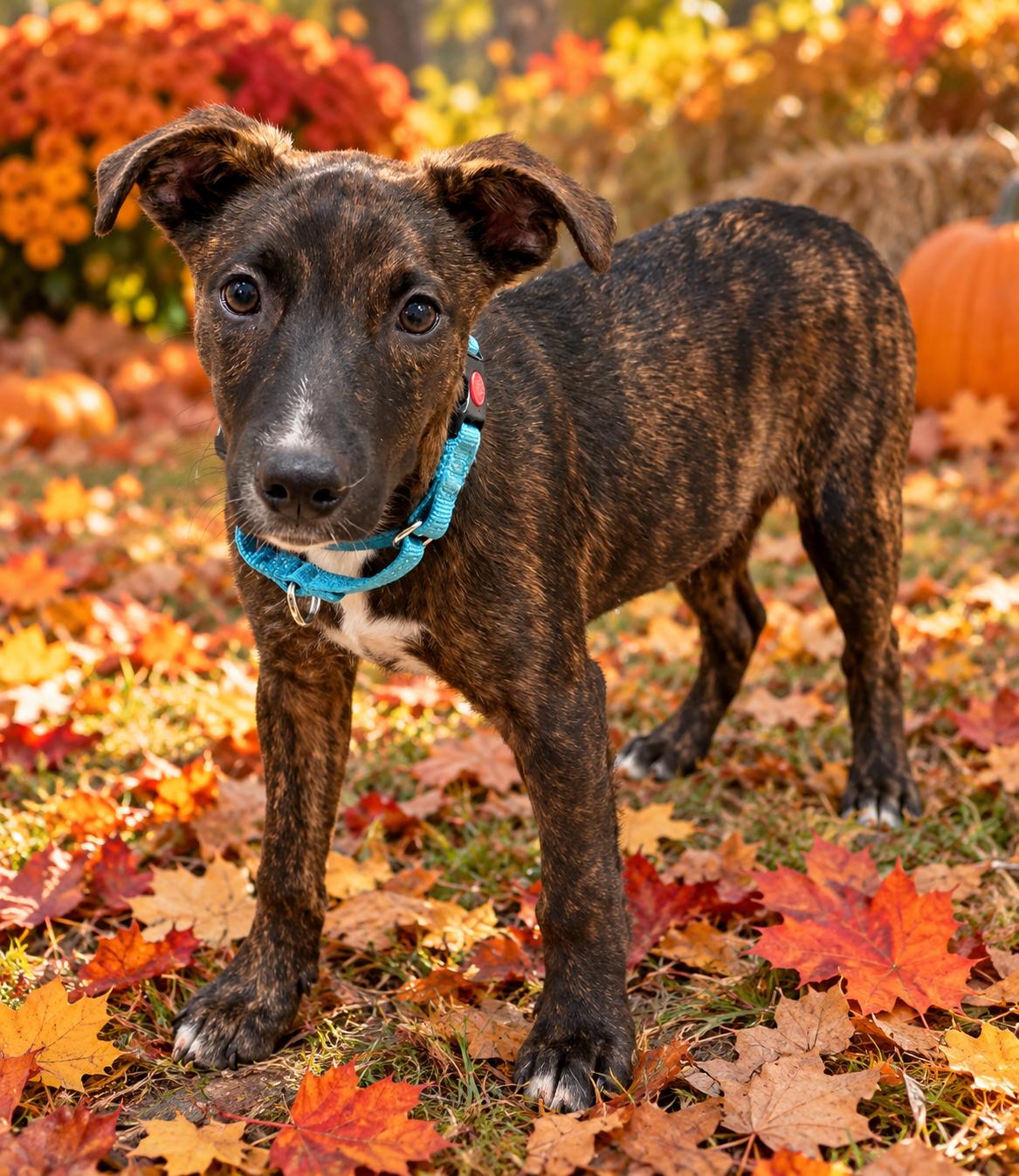 Enlarge Mochi, a Adoptable mixed breed in Pleasant Valley, NY image 3/5