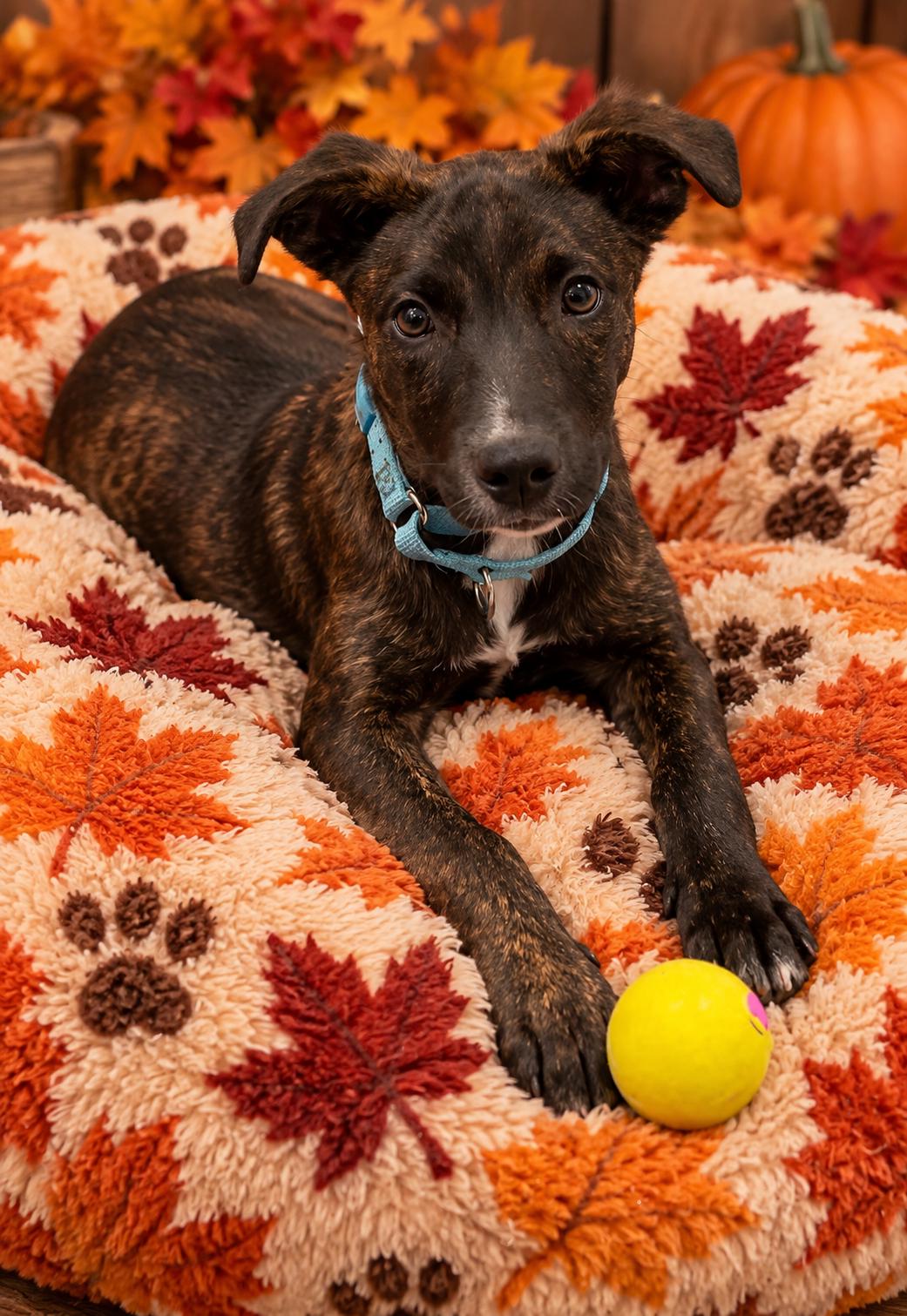 Enlarge Mochi, a Adoptable mixed breed in Pleasant Valley, NY image 5/5