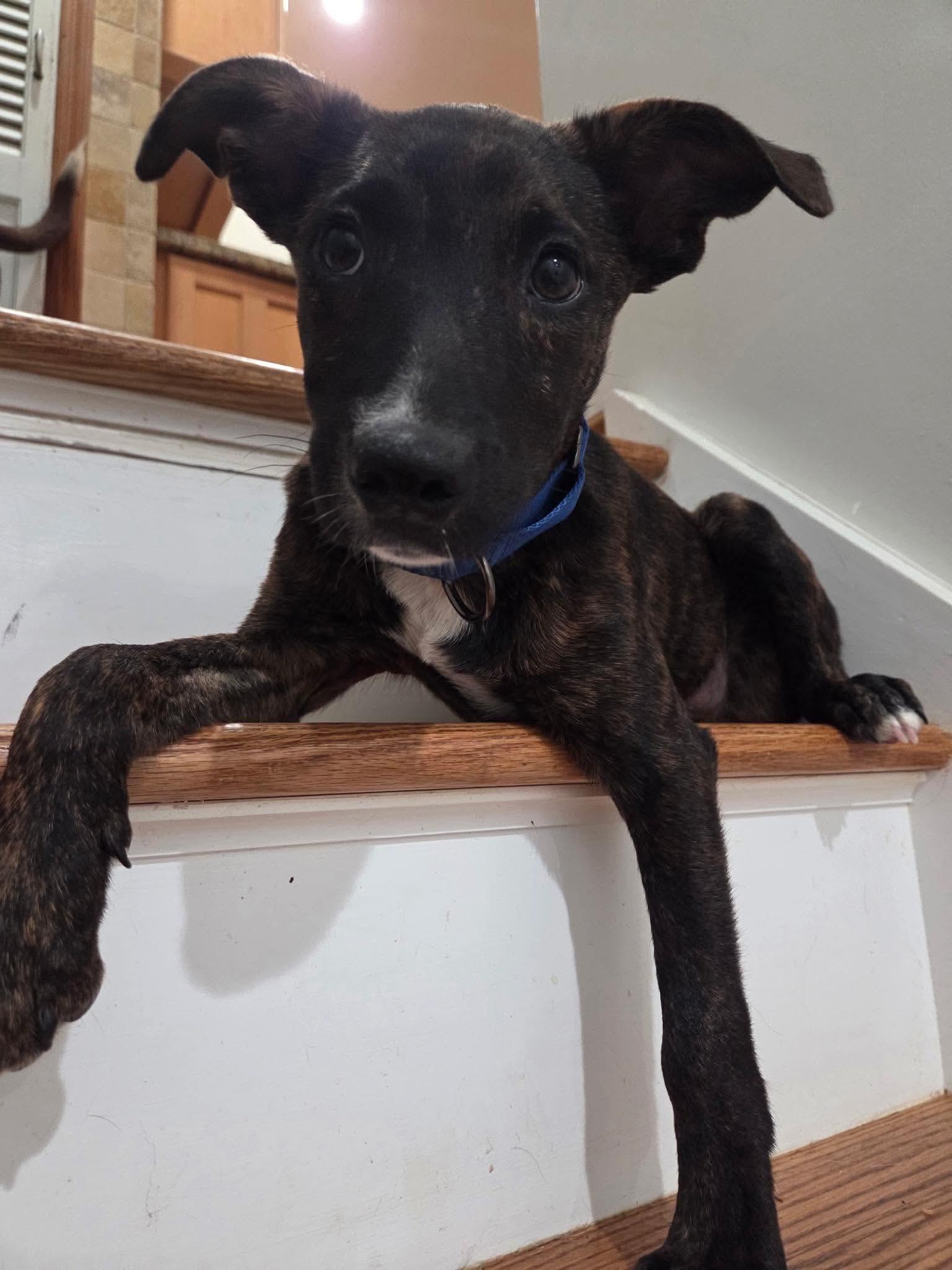 Enlarge Mochi, a Adoptable mixed breed in Pleasant Valley, NY image 2/5