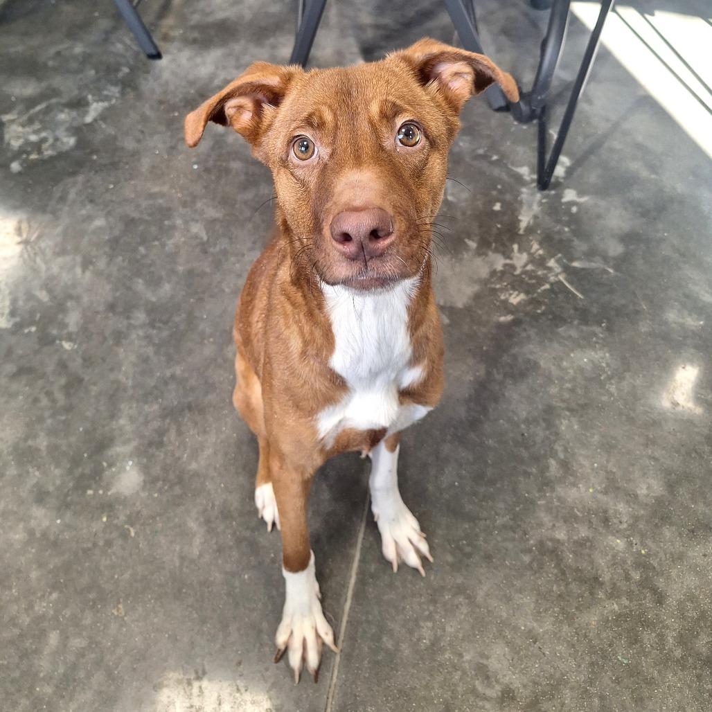 Enlarge Honey, a ADOPTABLE Mixed Breed in Cape Girardeau, MO image 2/2