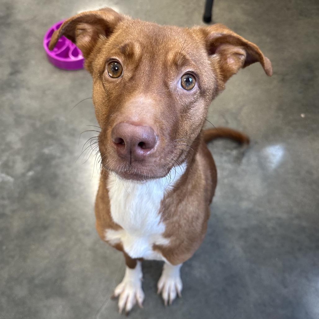 Enlarge Honey, a ADOPTABLE Mixed Breed in Cape Girardeau, MO image 1/2